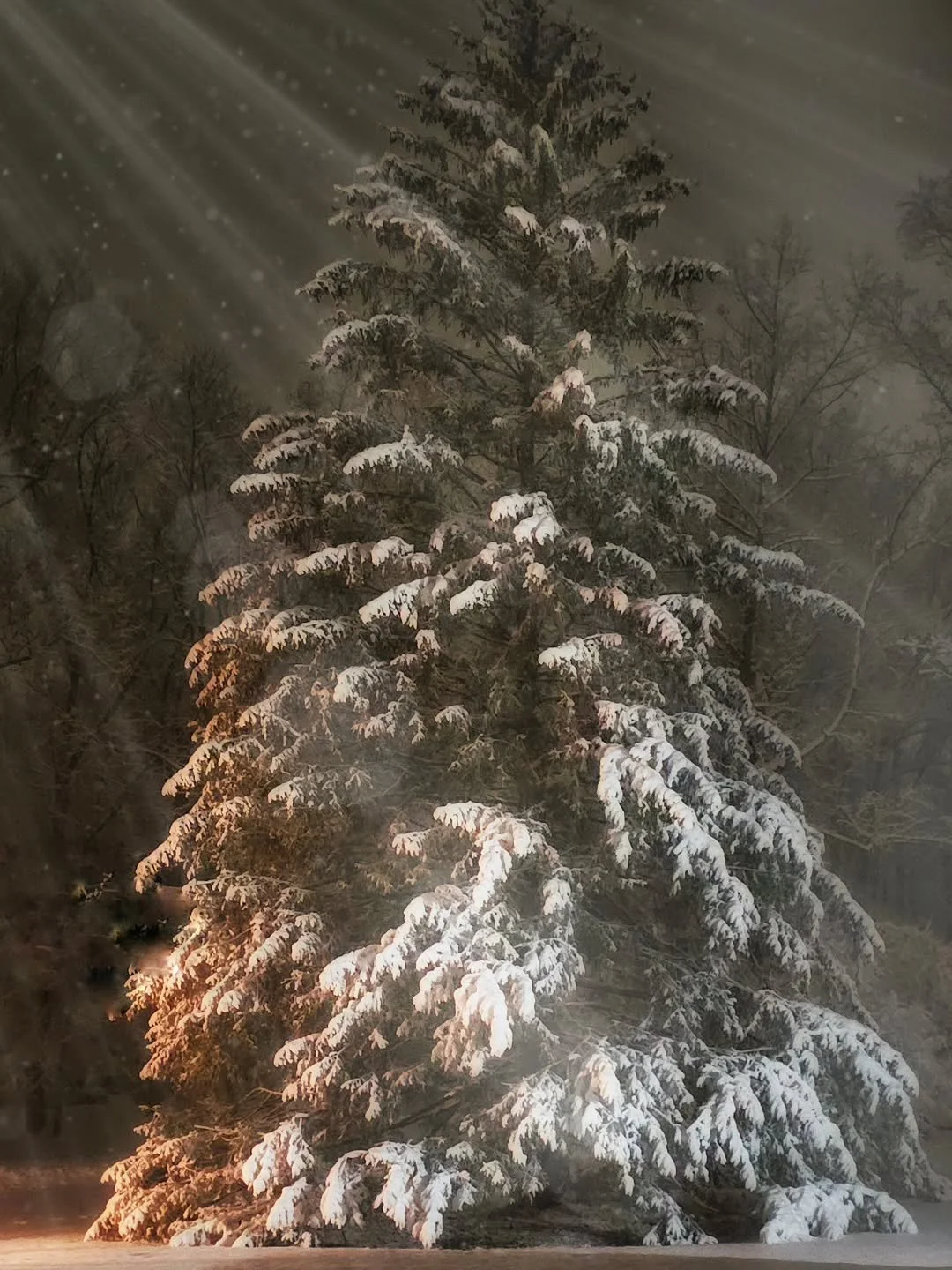 My favorite tree in our front yard becomes even more magical when it shows!
. 
.
.
#snow #snowscene #snowontrees #snow2025 #decembersnow #samsunggalaxys23ultra #cellphonephotography