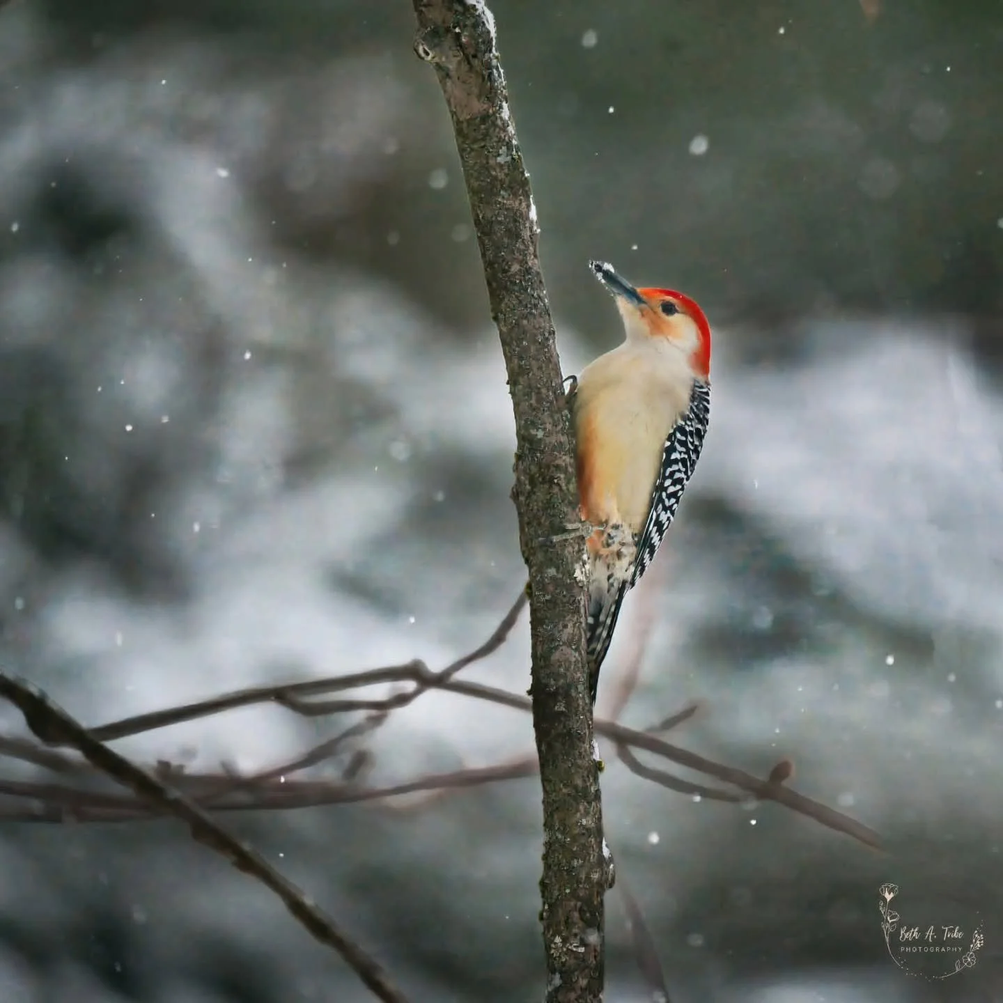 Recent snow storm brought all the red birds to our yard.

#snowscene 
#snowstorm
#redbelliedwoodpecker 
#northerncardinal 
#downywoodpecker
#backyardbirds 
#backyardbirding