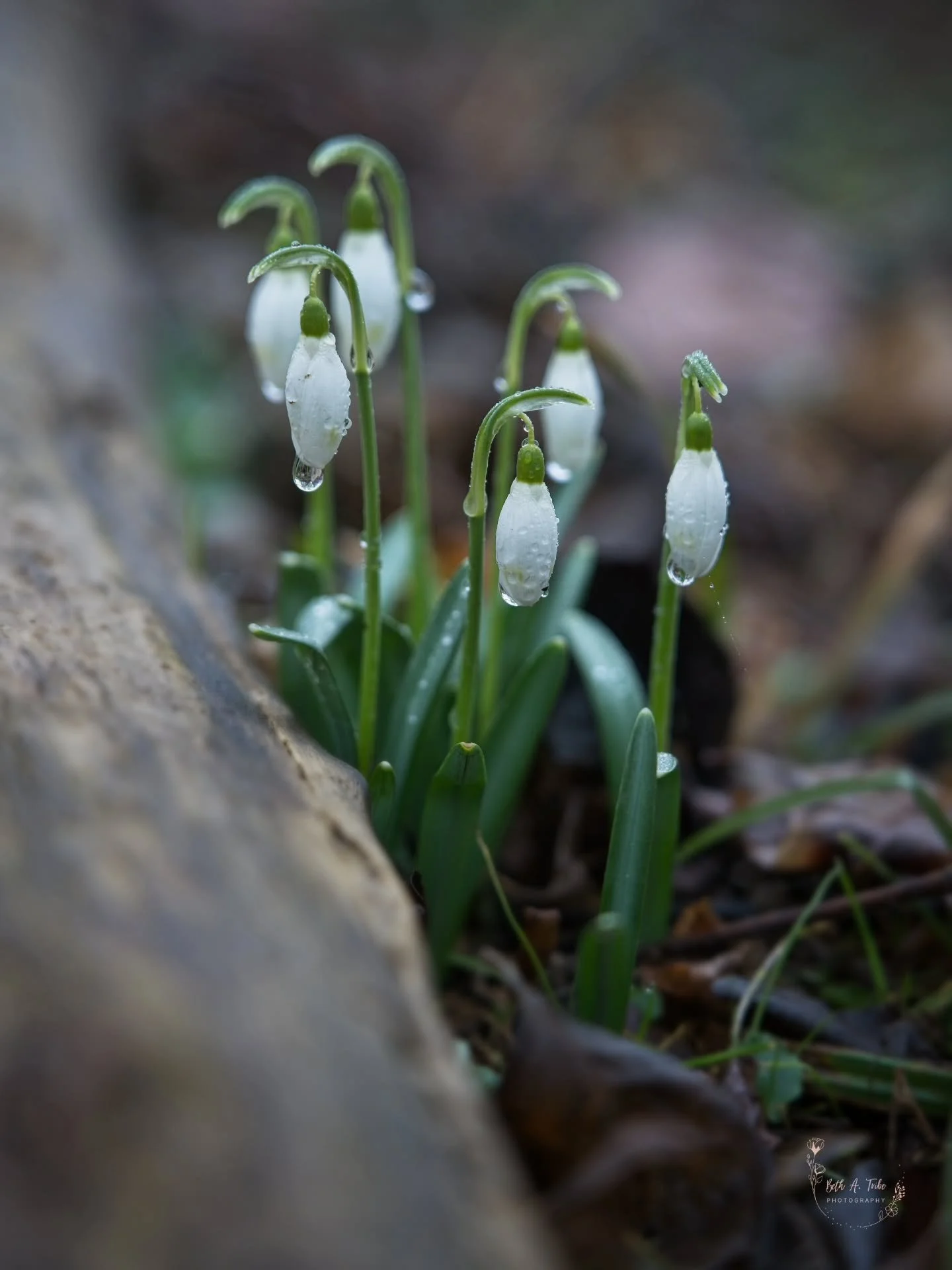 I've been looking for snowdrops and hadn't found any until I went to CVP.  So many patches.  Come on Spring!

#snowdrops
#springflowers 
#springemphemerals 
#cromwellvalleypark 
#cvp