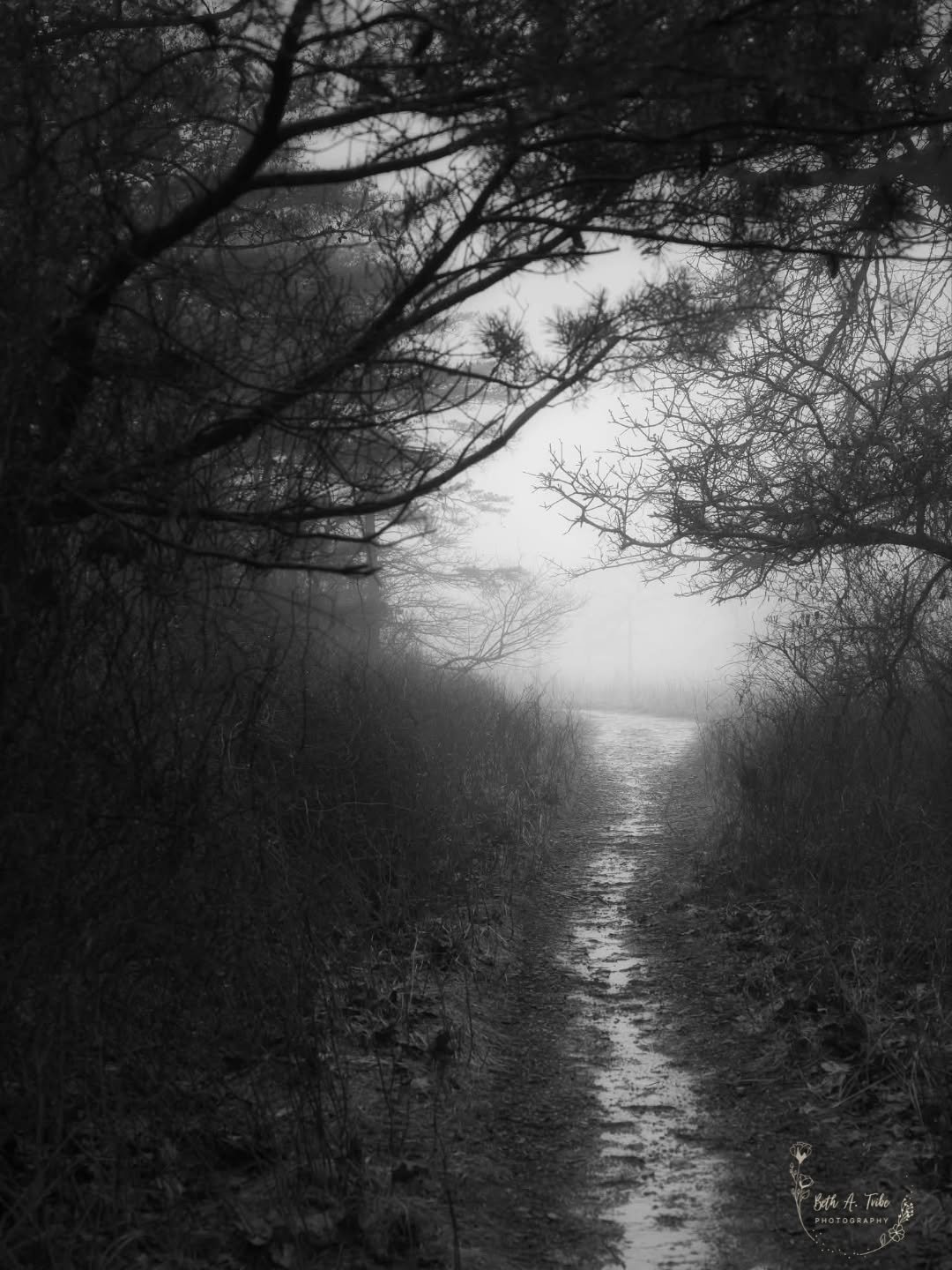 Out of the dark and into the fog. 

We had several days of foggy mornings lately.  My walk along the paths at Soldier's Delight was eerie at times. 

#foggy
#soldiersdelight 
#bw
#bwphotograpy