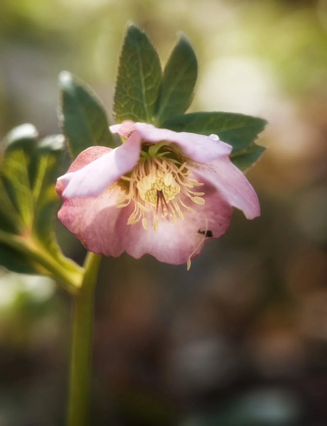 Hellebores or Lenten Rose bloom late Winter through early Spring - one of my favorite early blooms.

#springflowers 
#springtime 
#hellebores 
#lentenrose 
#cylburnarboretum