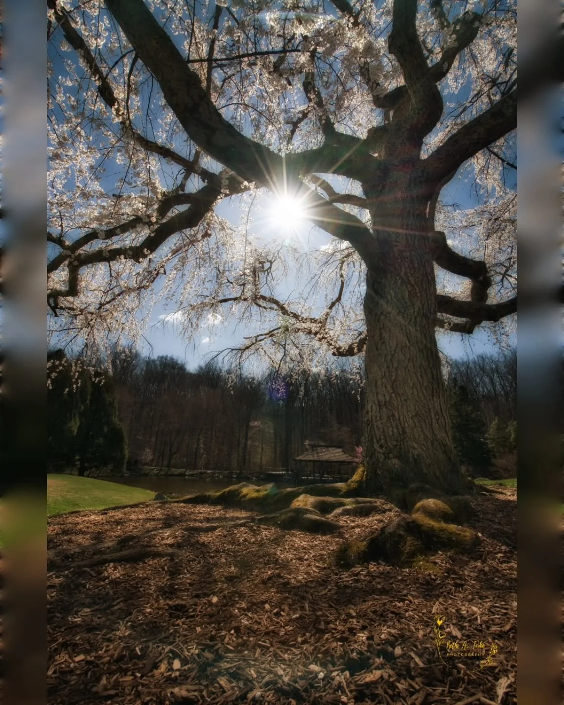 Spent a sunny but cold spring morning exploring Brookside Gardens with the @hcphotogroup  Got to meet @kb_wondrous and talk for a bit.  All in all it was a good day.

#hcpg 
#hcphotogroup 
#brooksidegardens 
#harfordcountyphotographygroup 
#photograp