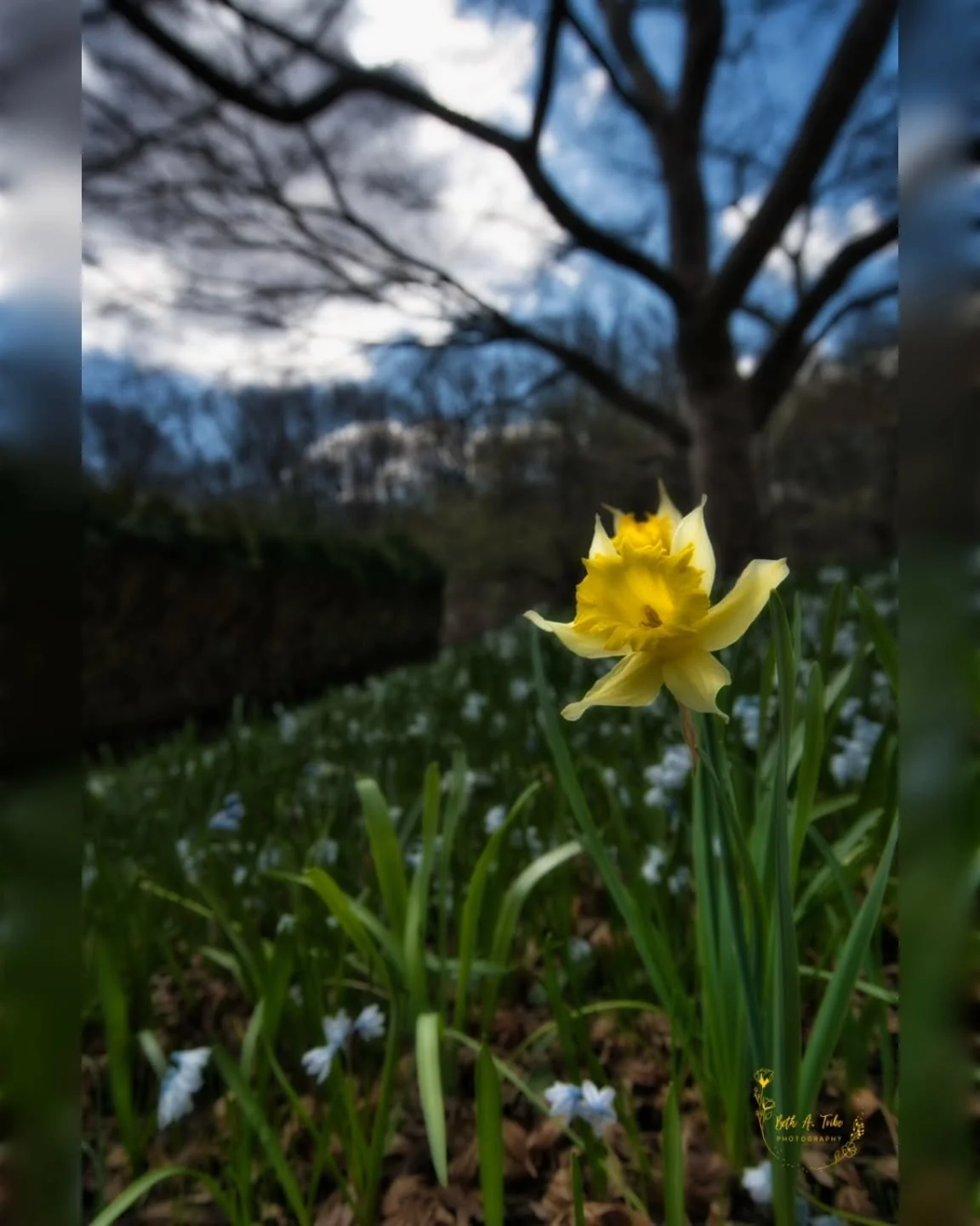 Lone little daffodils in a sea of purple Siberian or Wood Squill.

#springflowers 
#daffodils 
#yellowandpurple 
#brooksidegardens