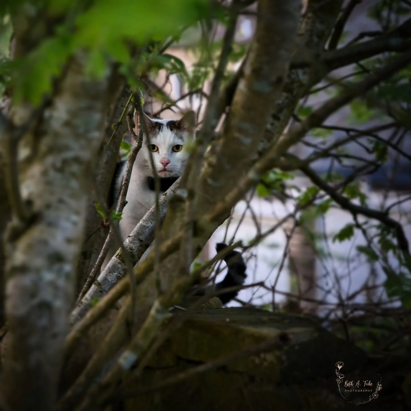 "Peekaboo"

This handsome fellow wasn't too sure about me so he kept his distance.  But curiosity got the better of him.

#cat
#haworthuk 
#peekaboo 
#eveningwalk
#brontecountry