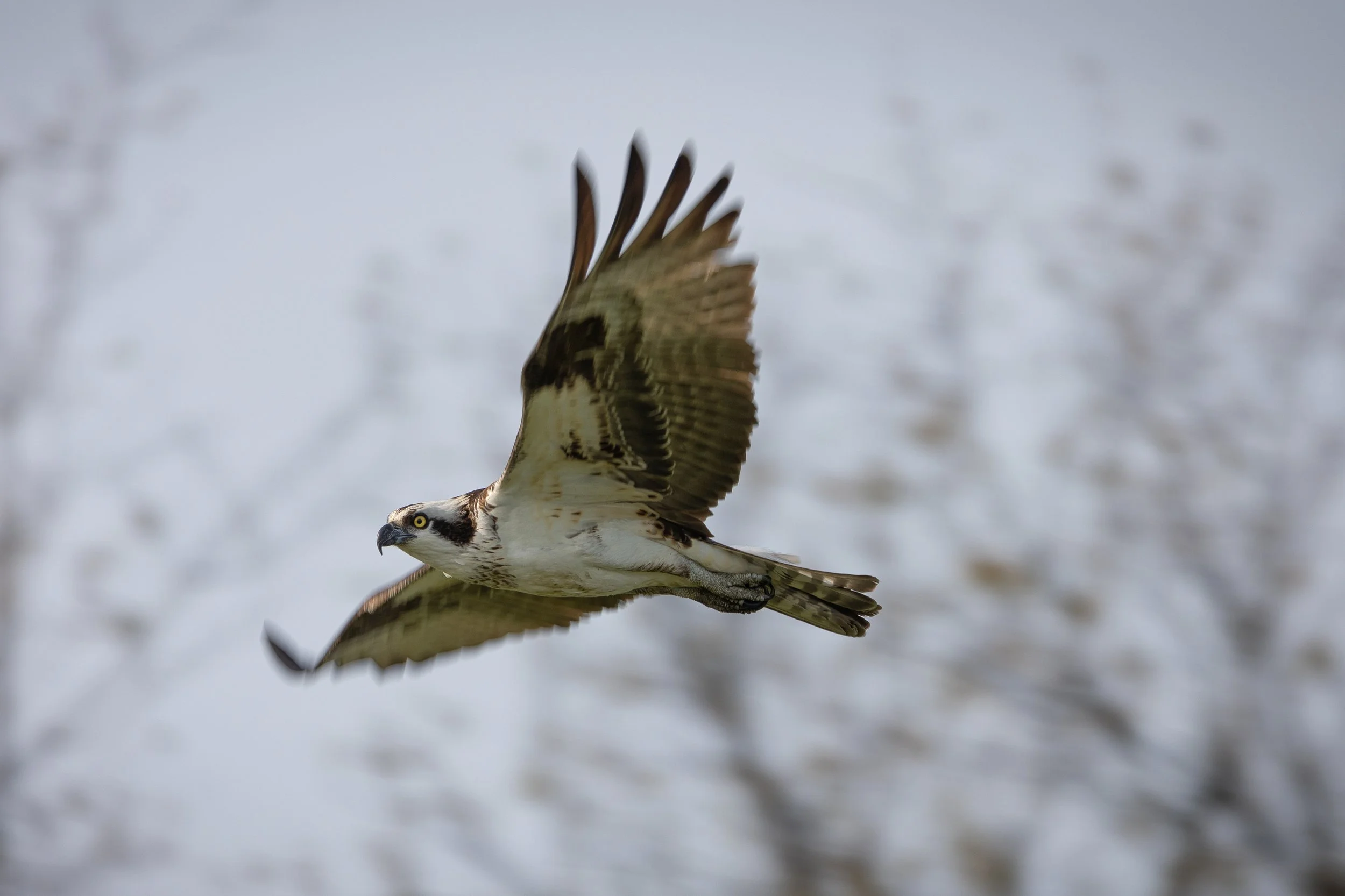 Osprey - Sandy Point State Park - Annapolis, MD