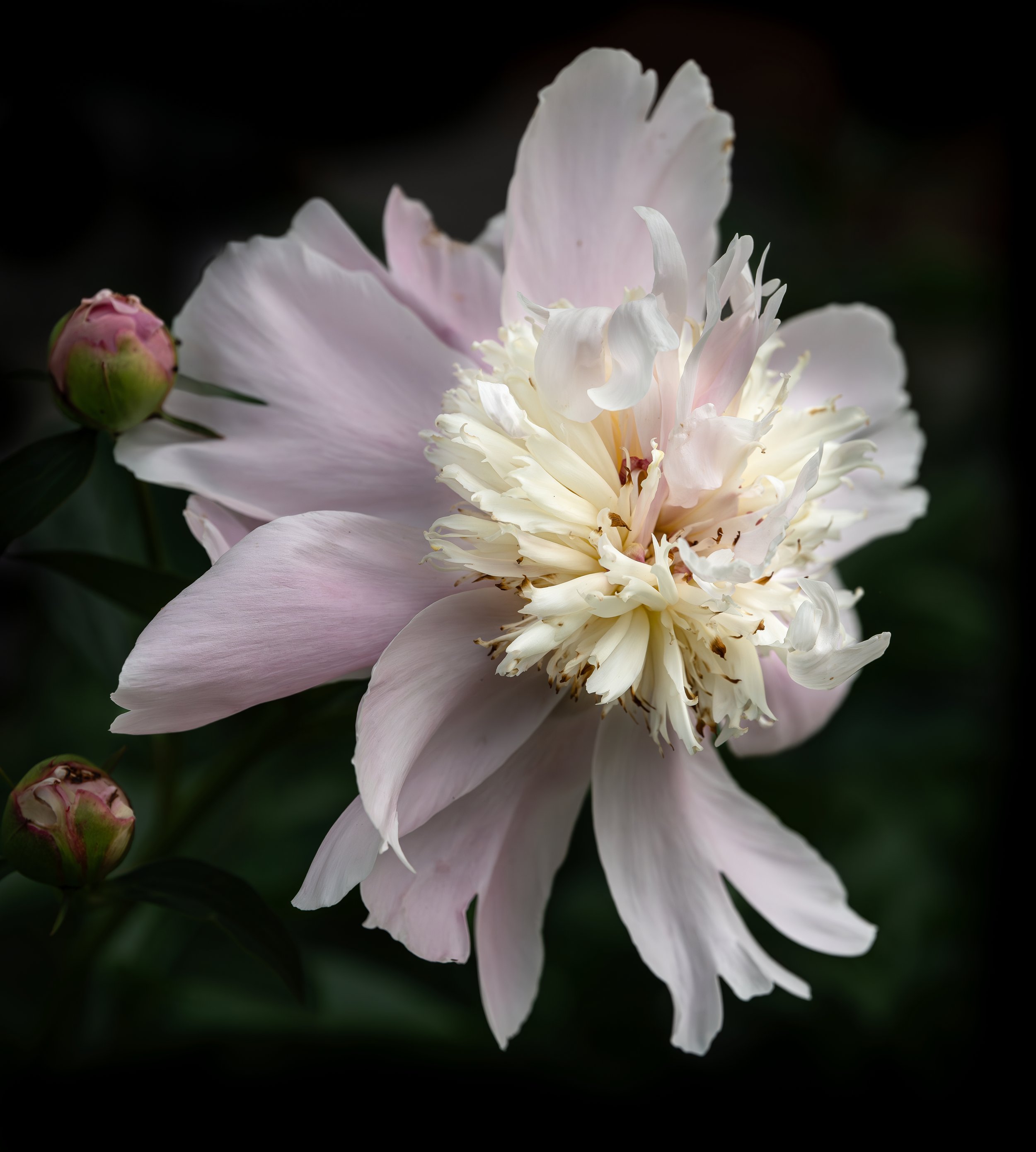 Peony - Historic London Town and Gardens - Edgewater, MD