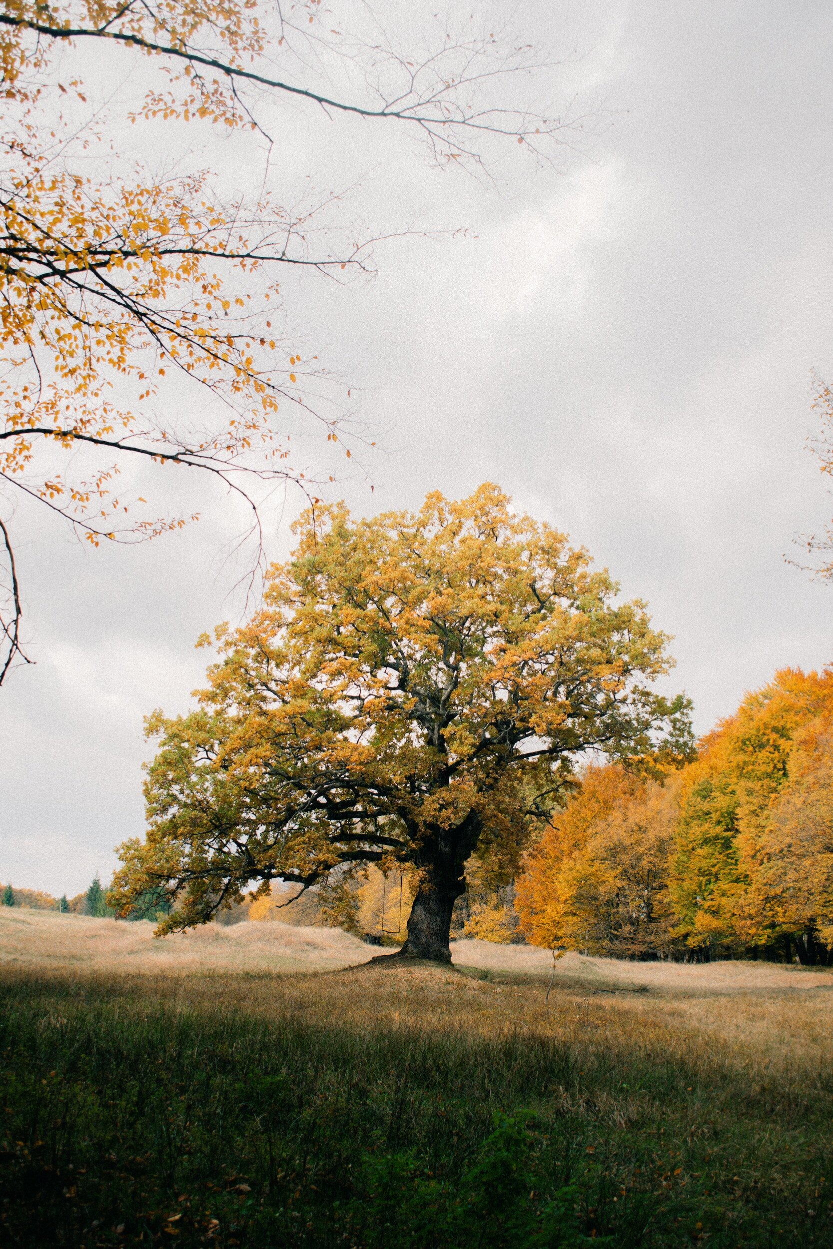 A large tree with yellow and orange leaves stands in a field with grass, in a fall landscape with a cloudy sky.