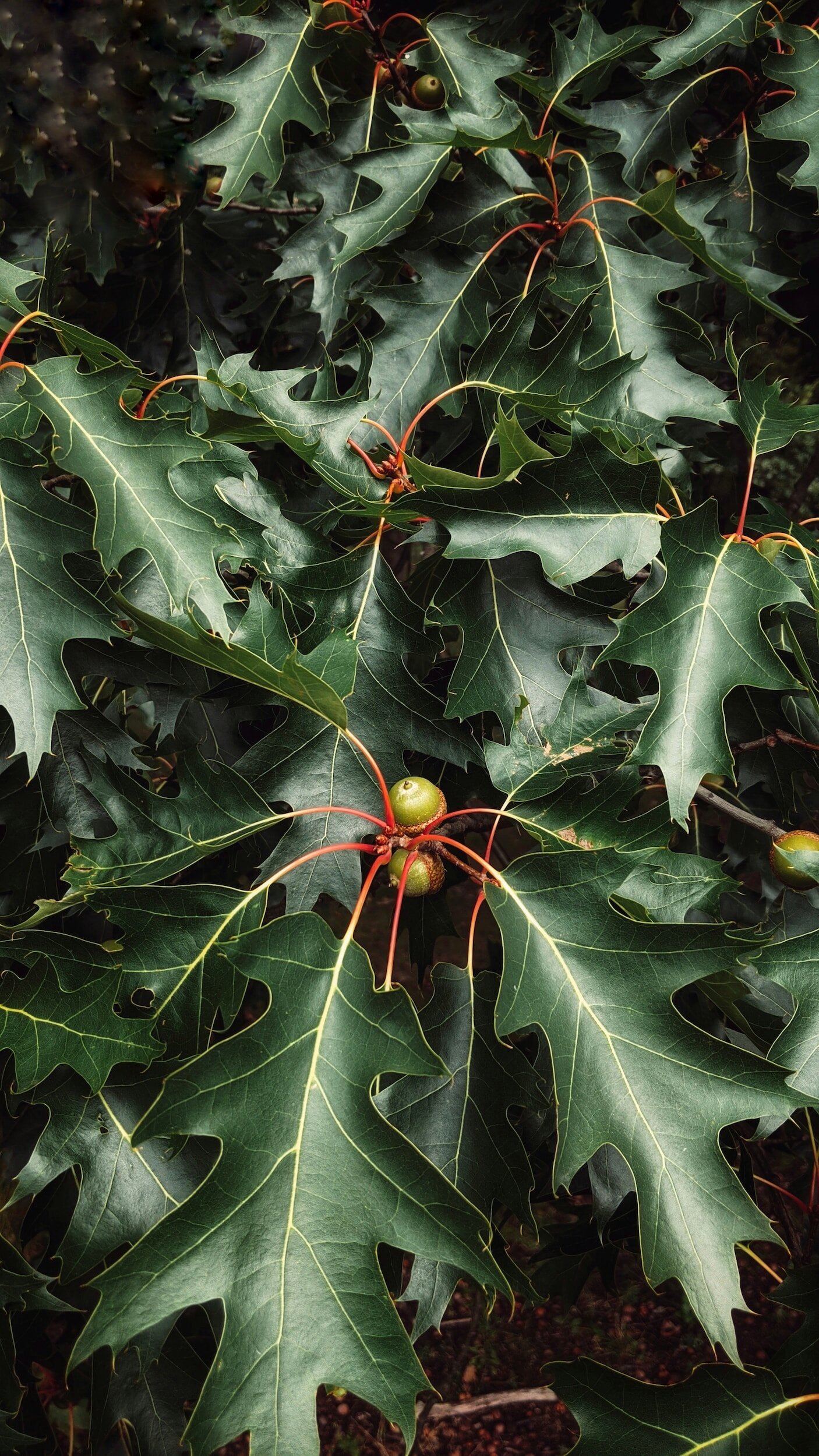 Holly leaves with sharp, pointed edges and small green holly berries.