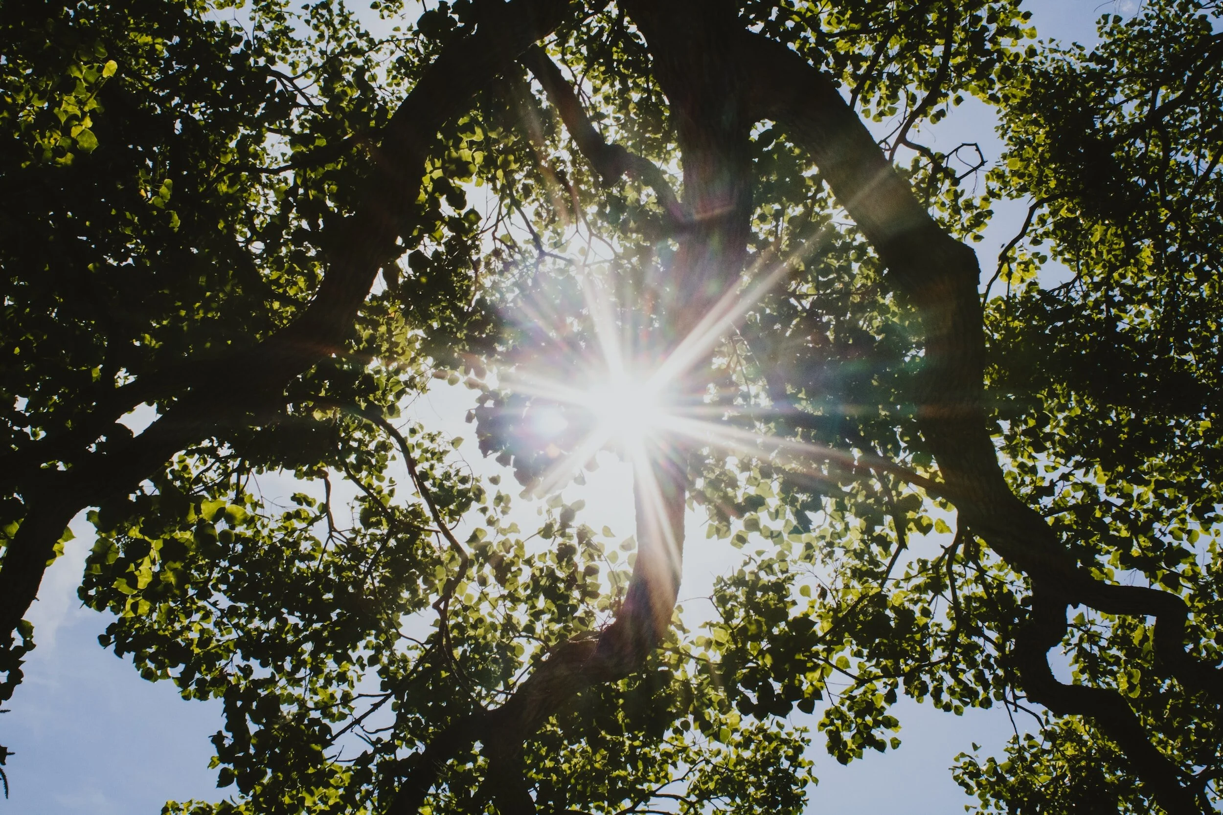 Sun shining through the leaves of a tall tree with a clear blue sky in the background.