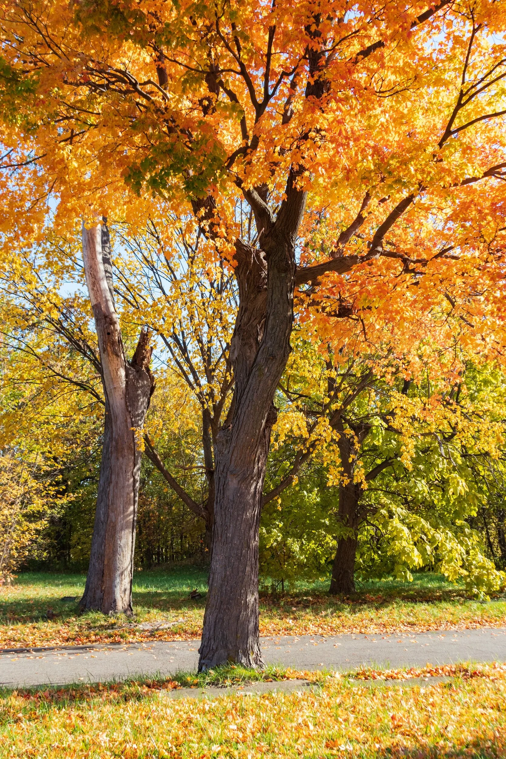 Tall tree with orange, yellow, and green autumn leaves next to a sidewalk in a park.