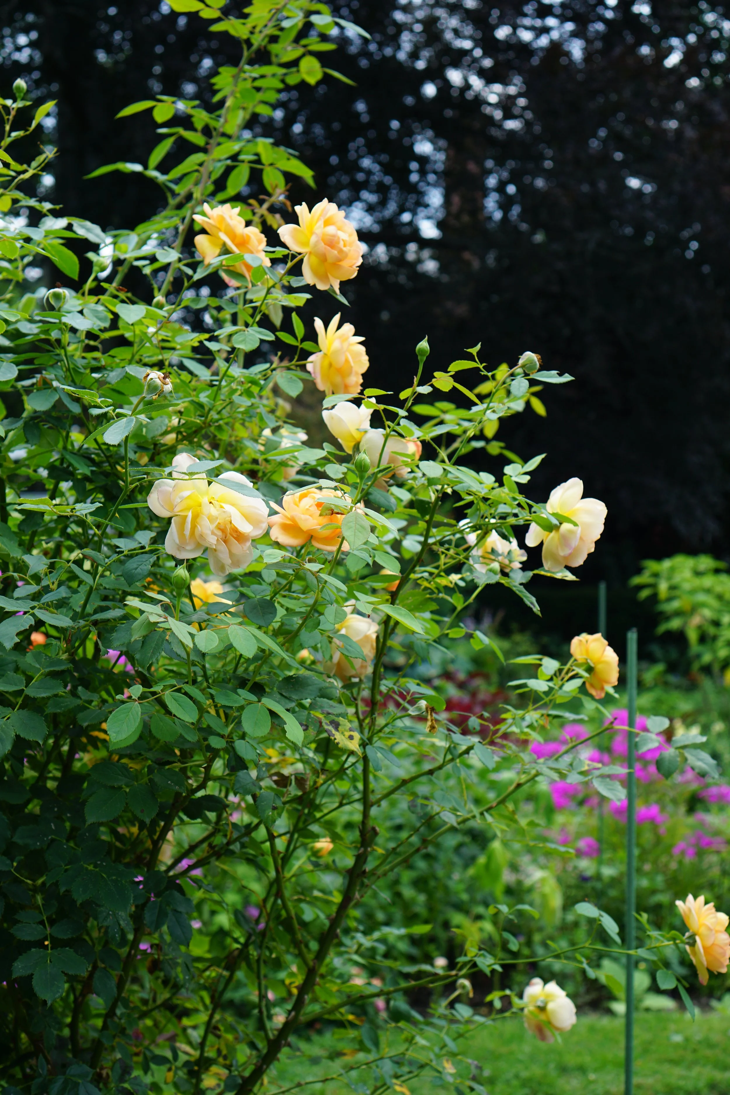 DSC05781.JPG