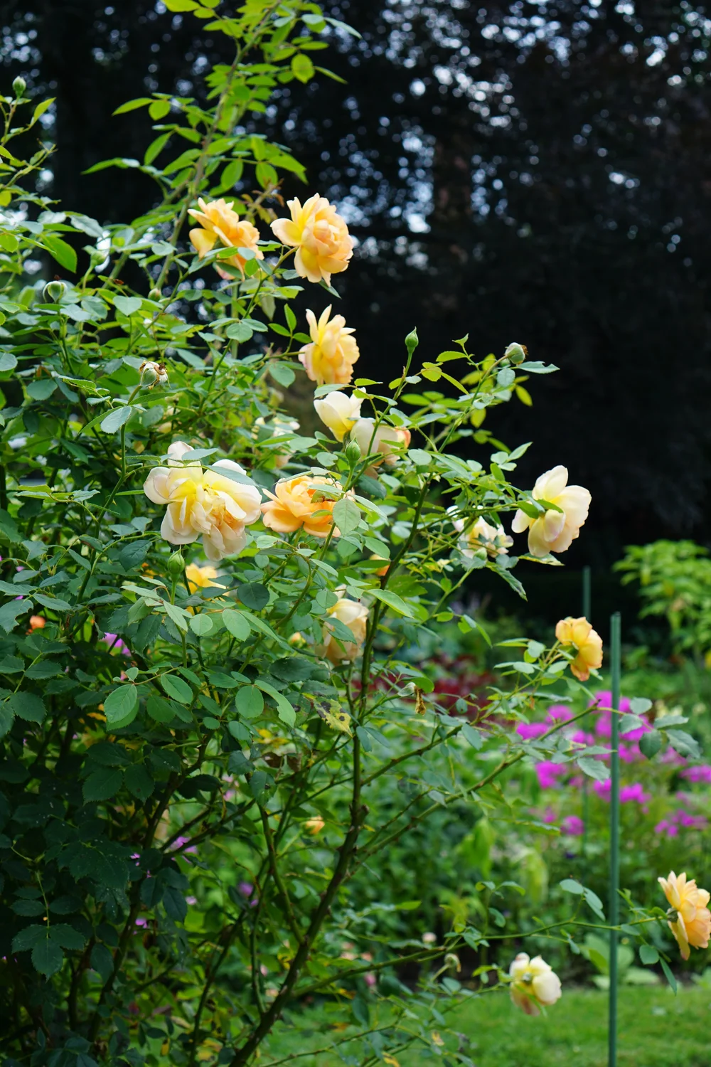 DSC05781.JPG
