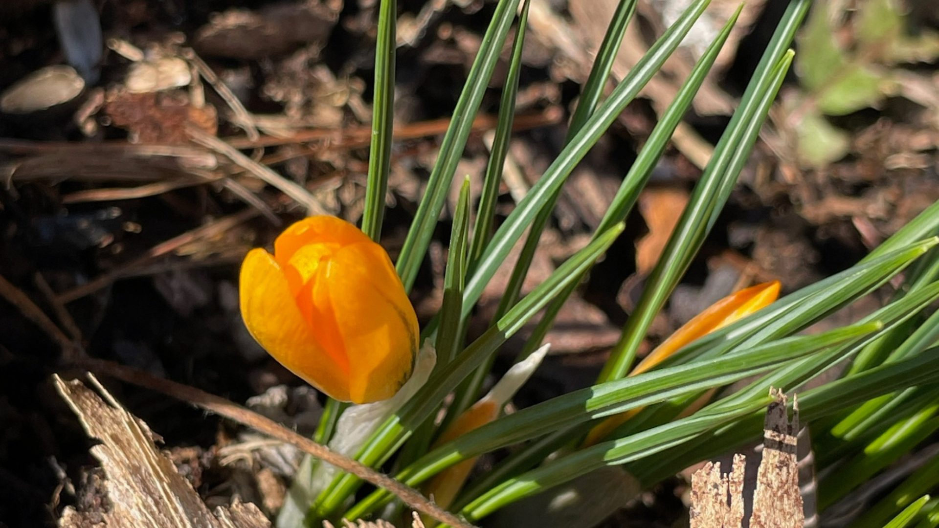 The Courage to Bloom