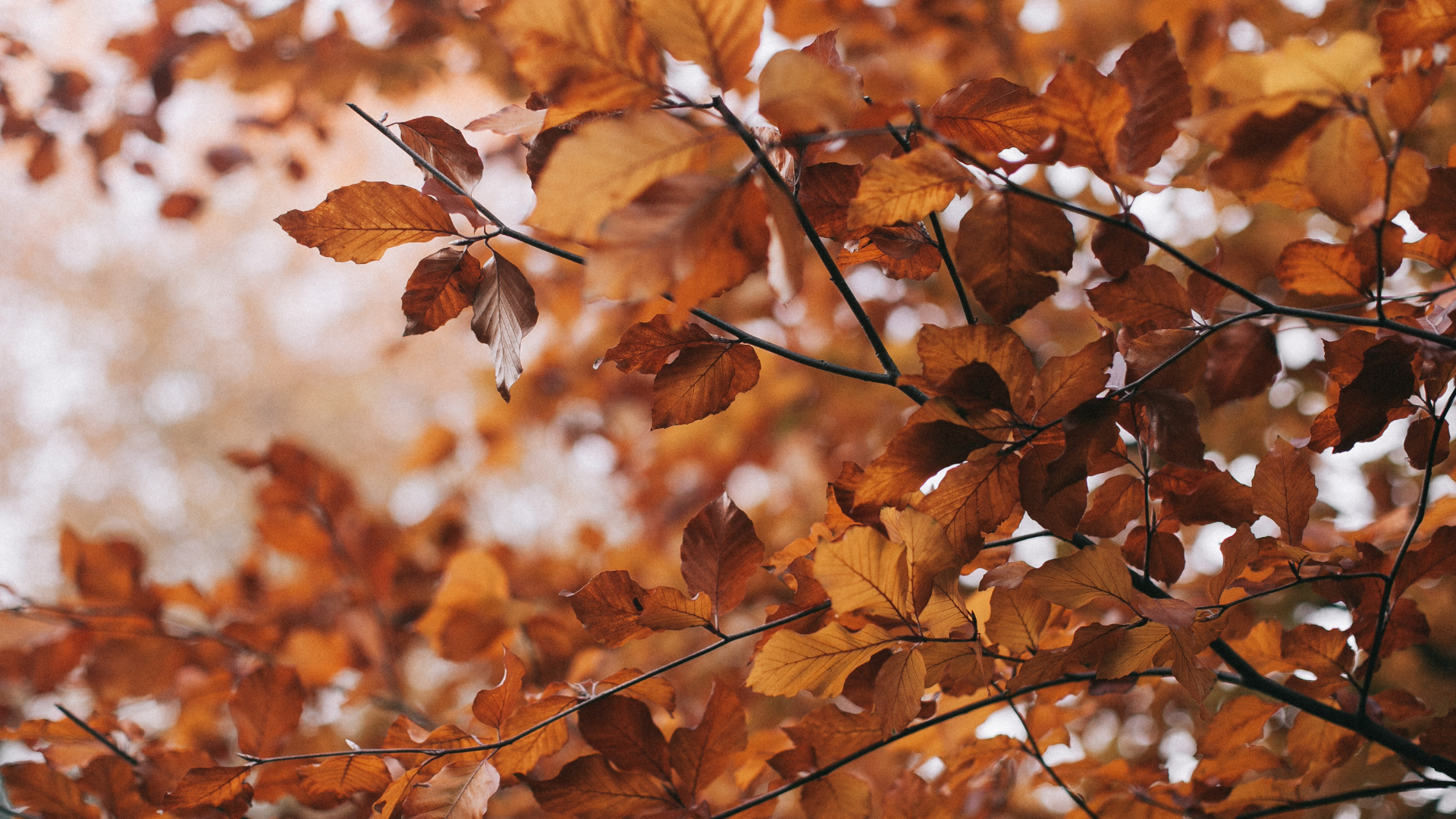 Live Coaching: Living Well with Anxiety
