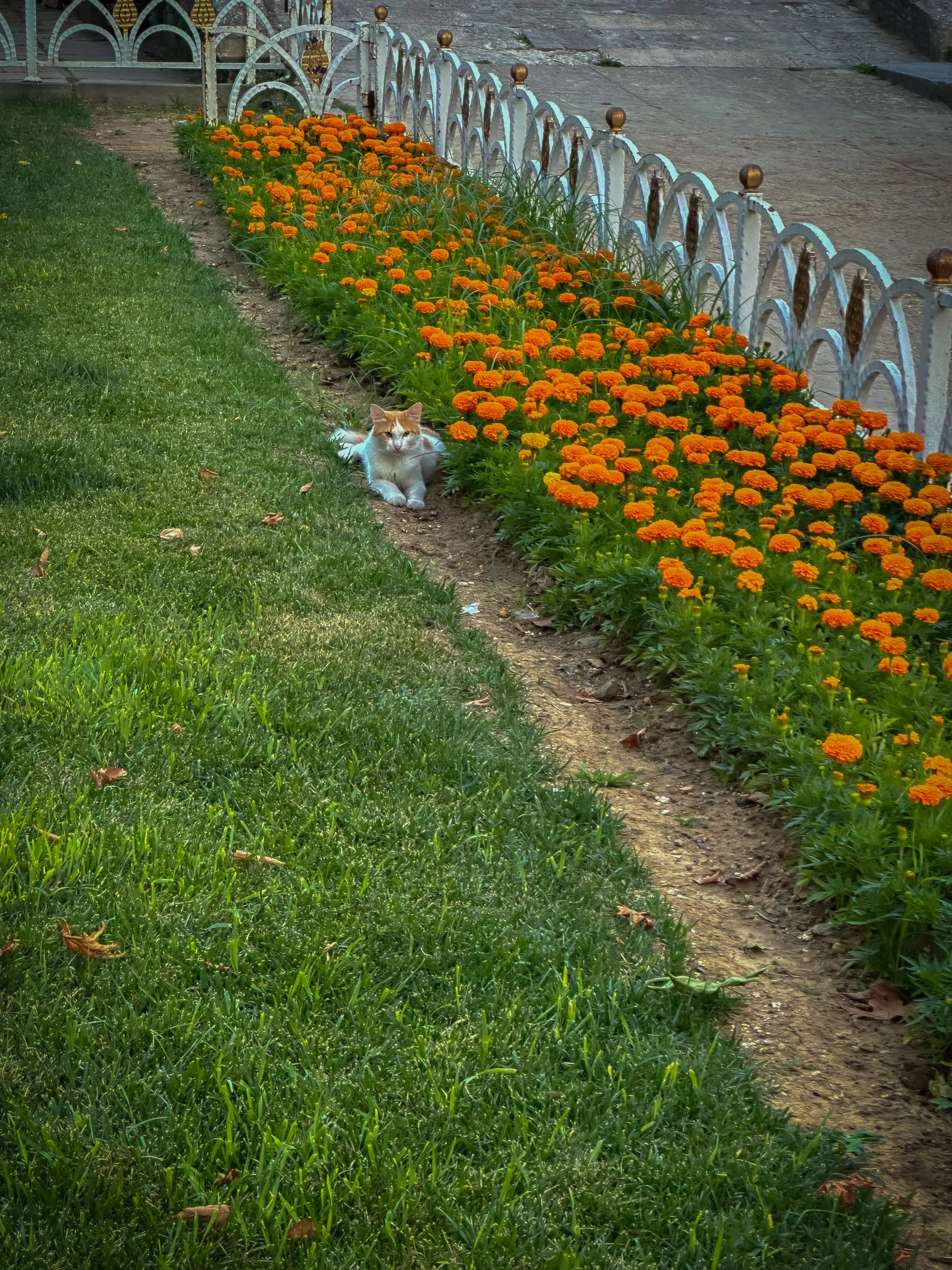 Orange Cat Final.jpg