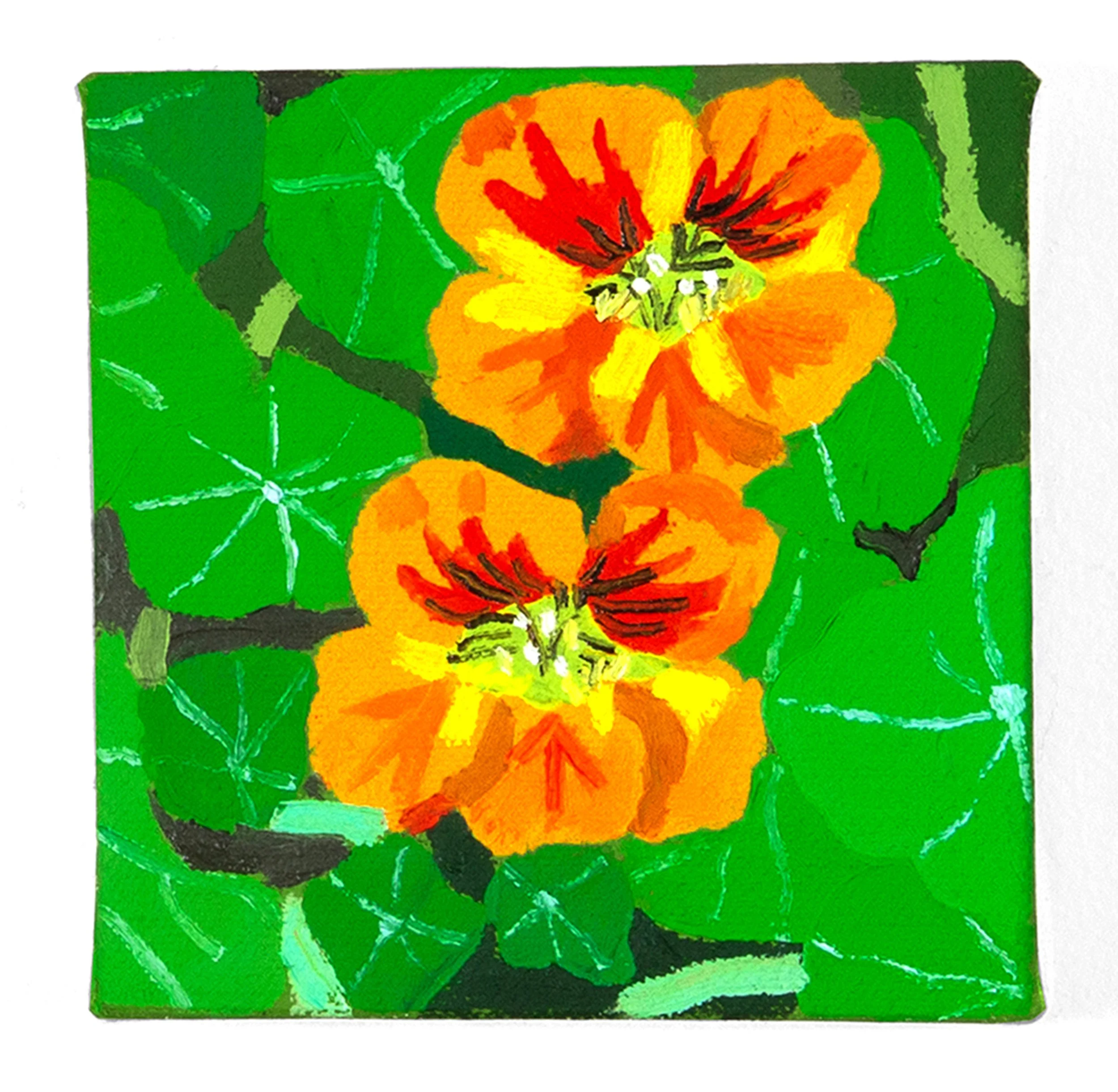 Orange Nasturtiums by Lisa Rock