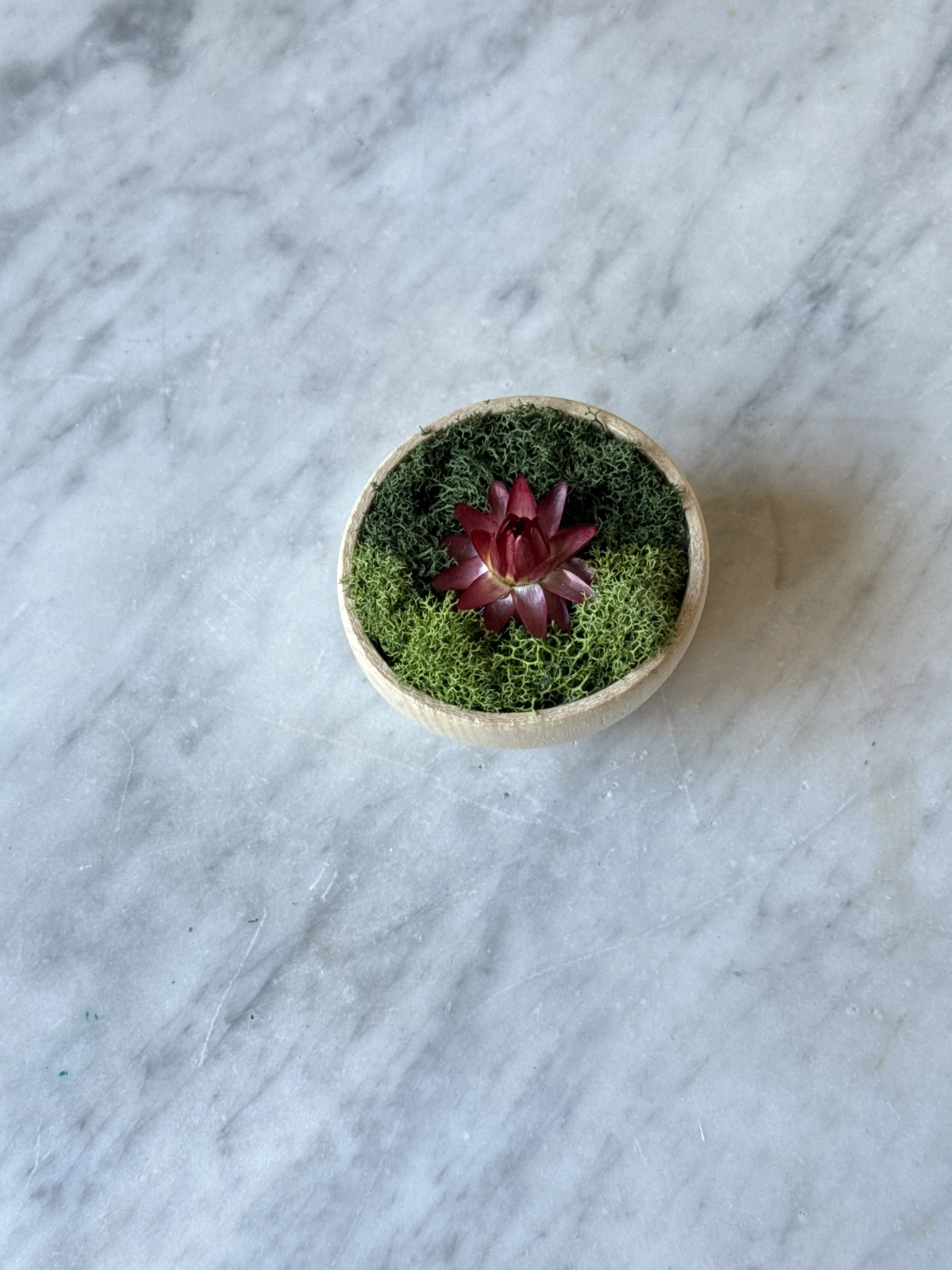 Strawflower Magnet