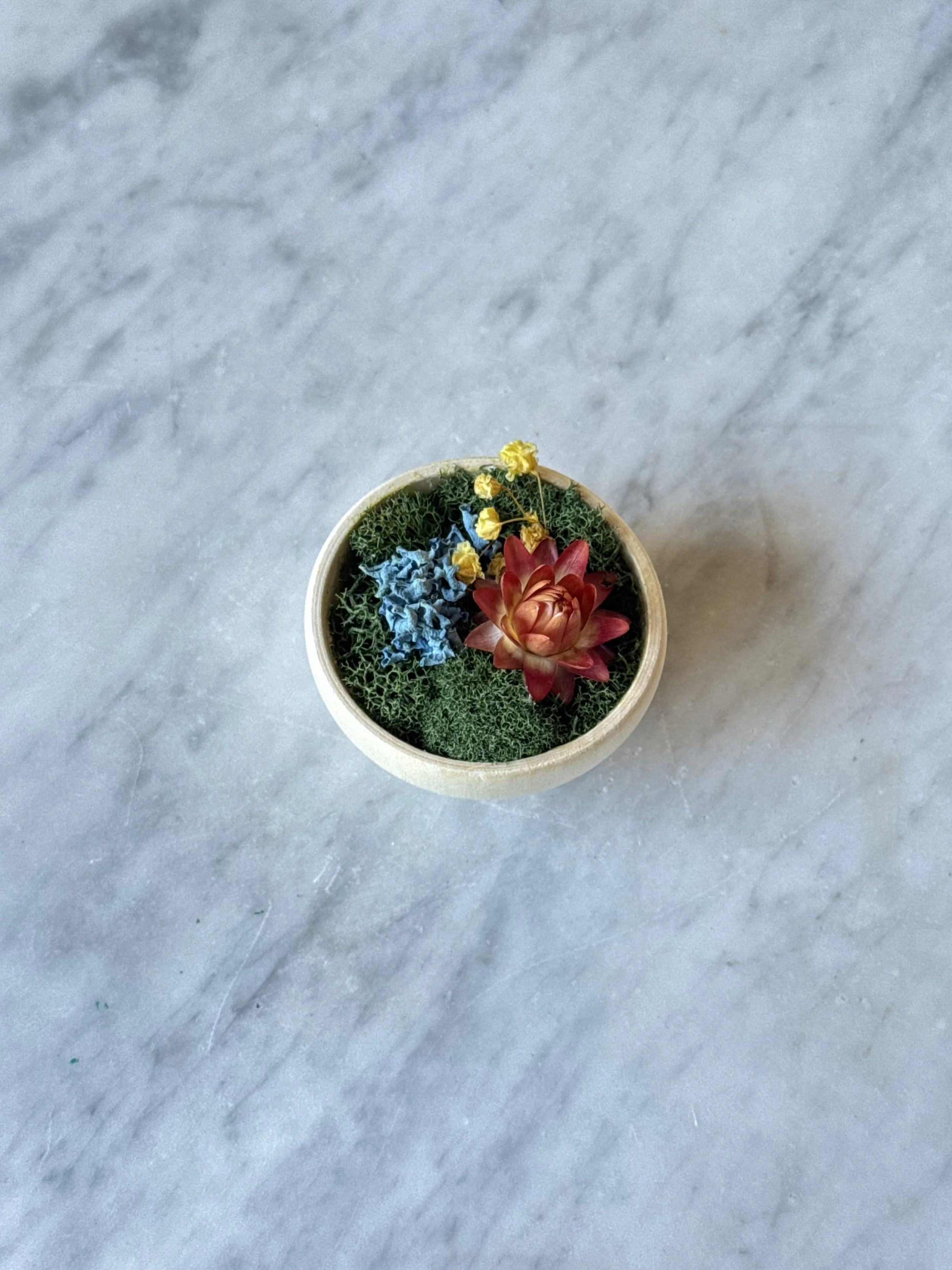 Strawflower Magnet