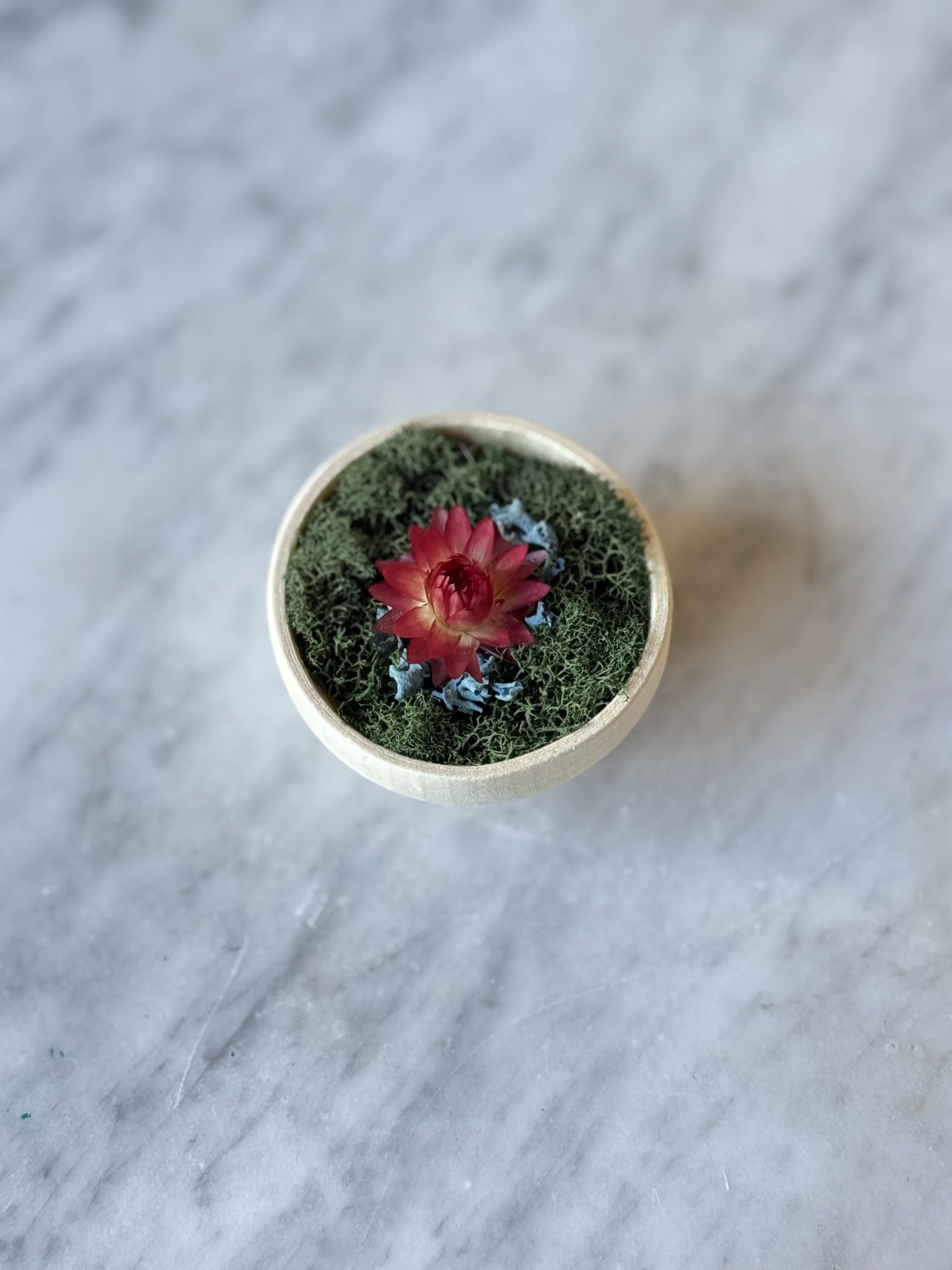 Strawflower Magnet
