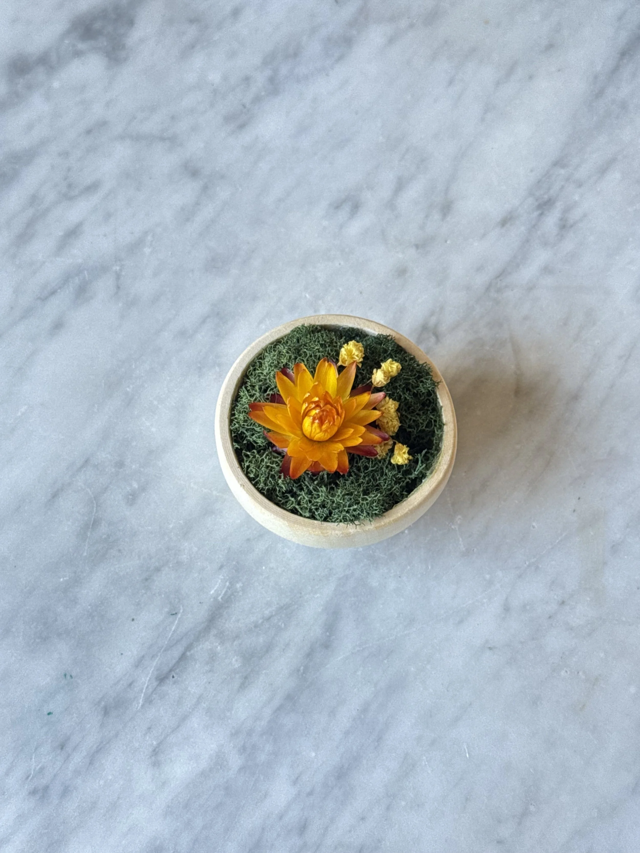 Strawflower Magnet
