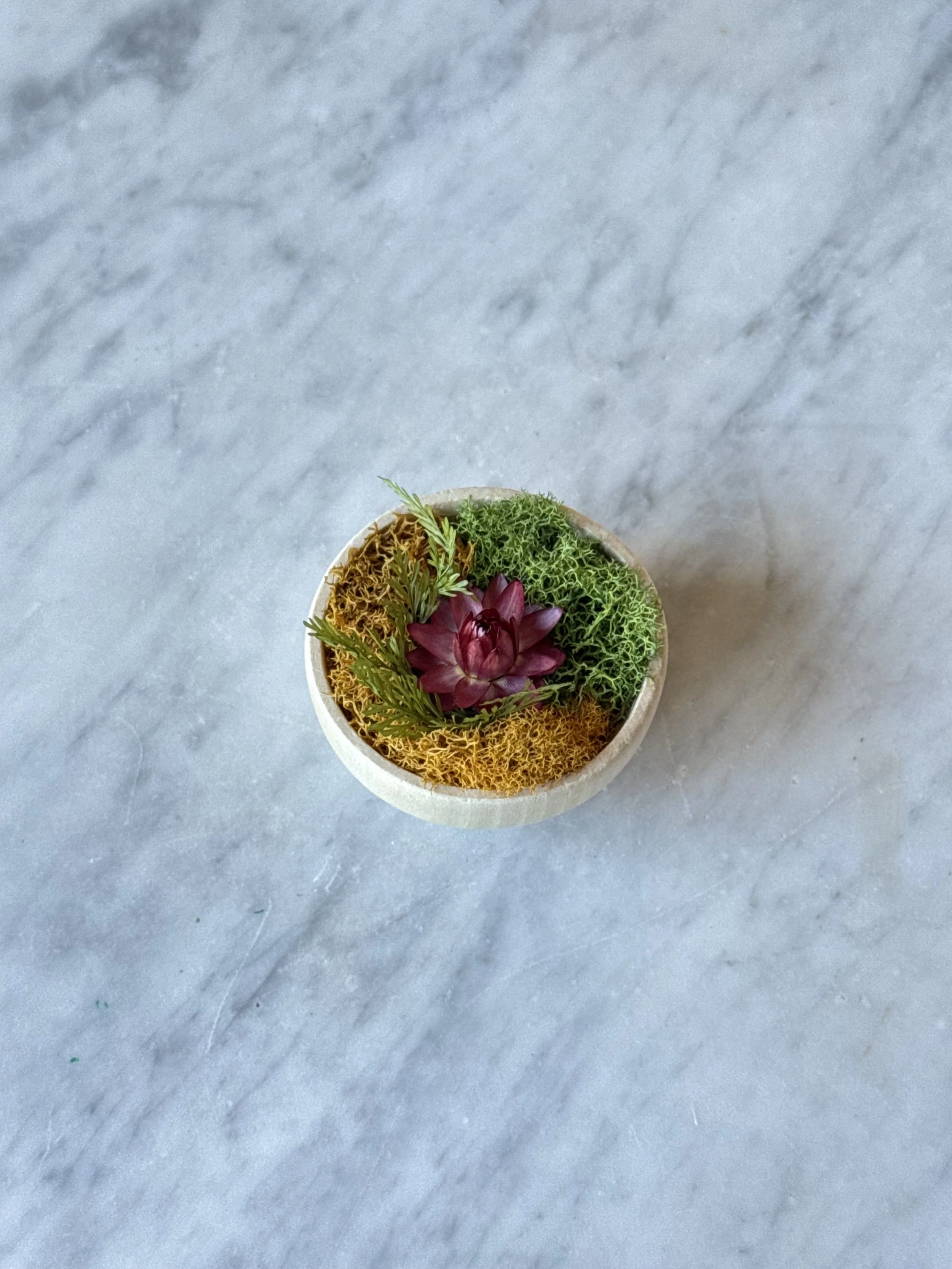 Strawflower Magnet