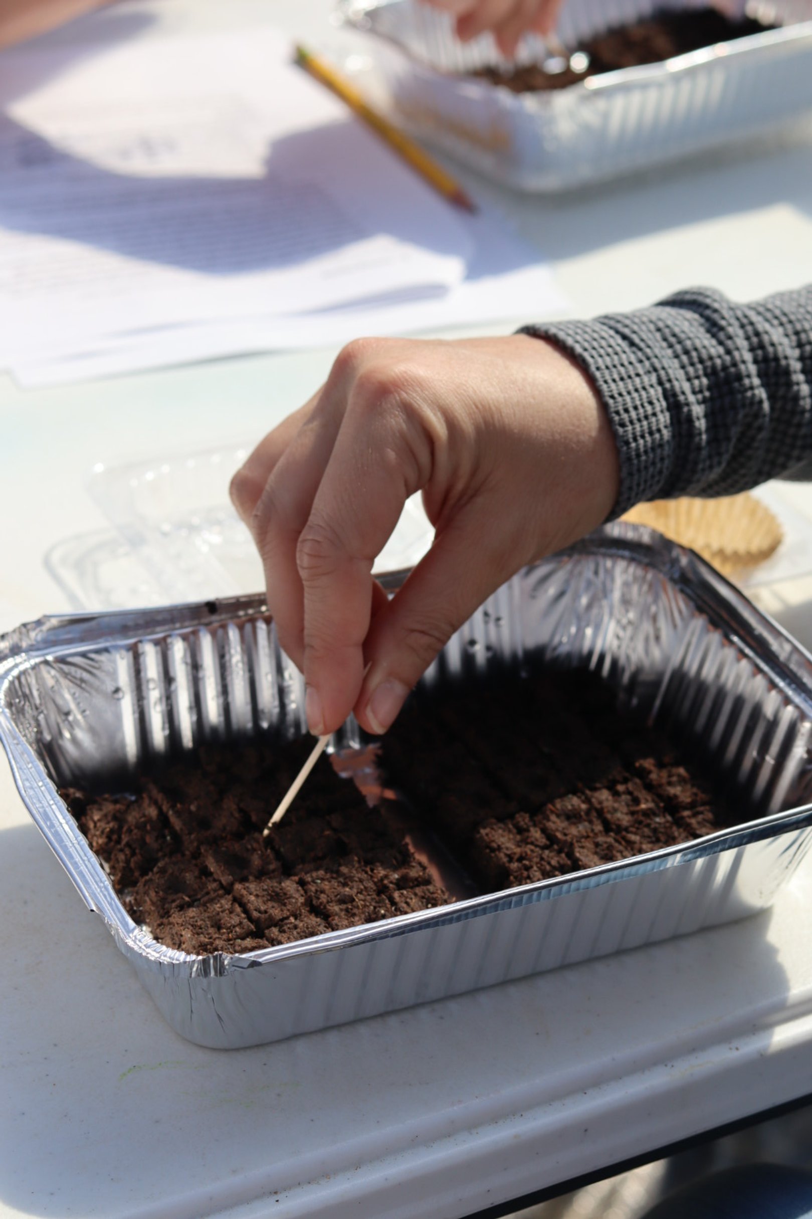 Cut Flower Grow Class