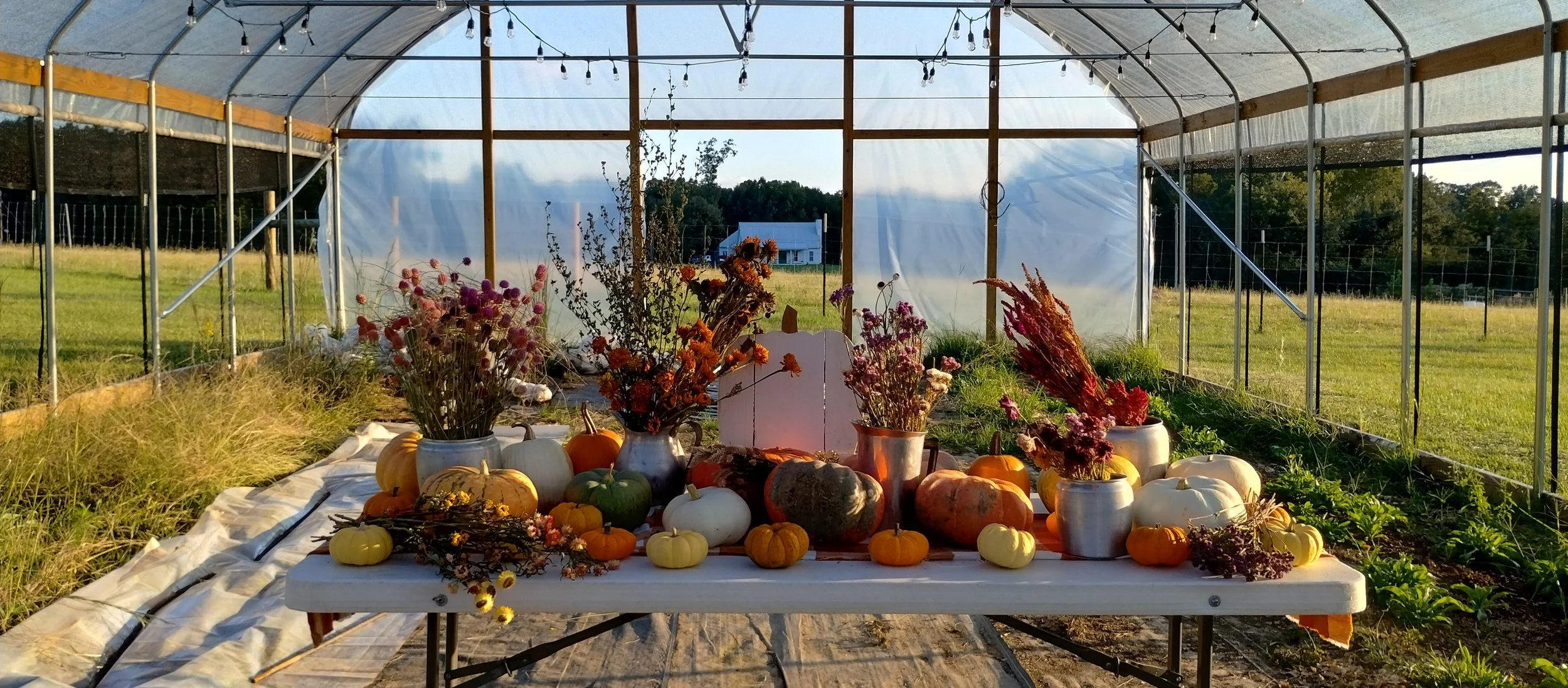 Dried Flower Pumpkin Experience