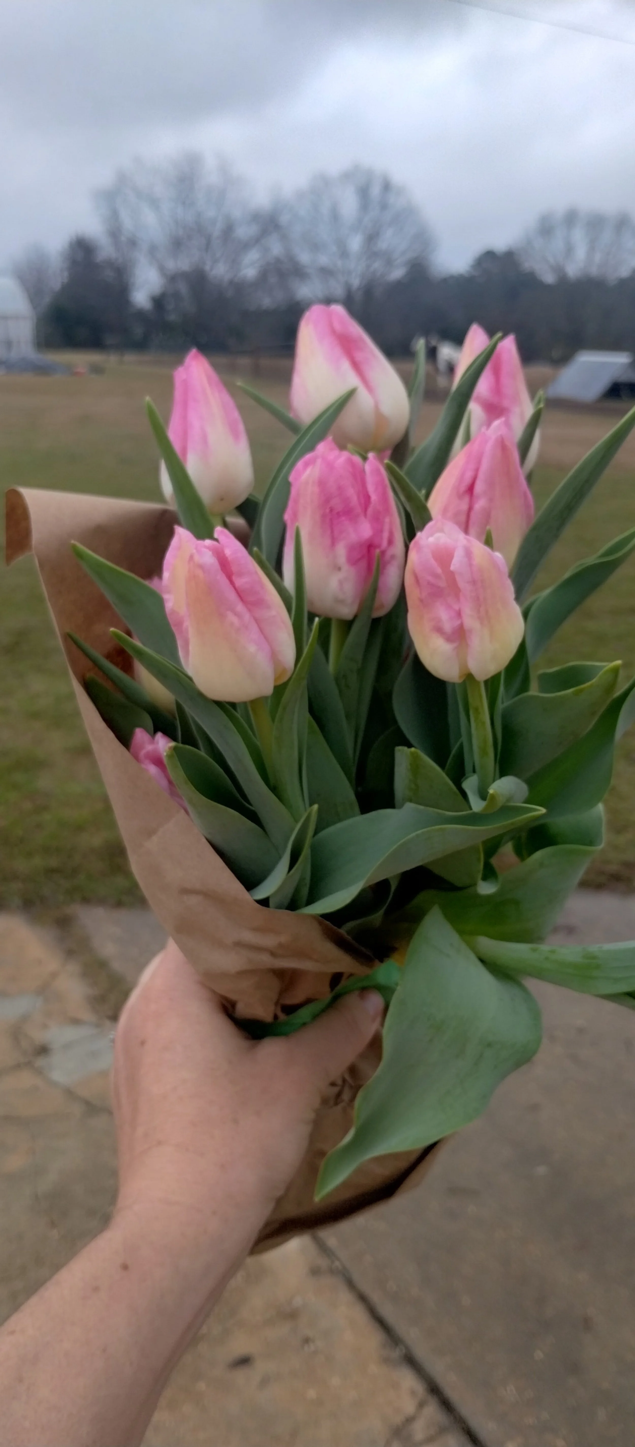 Tulip Bouquet