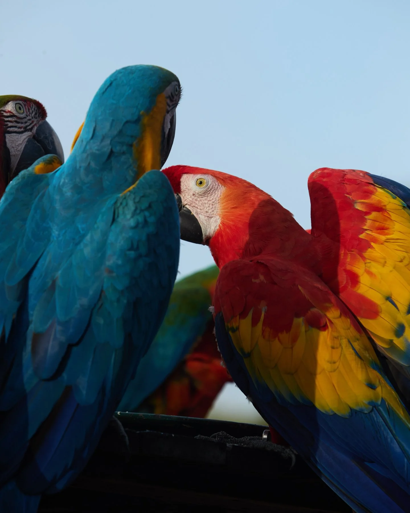 Our most colourful regulars. ❤️