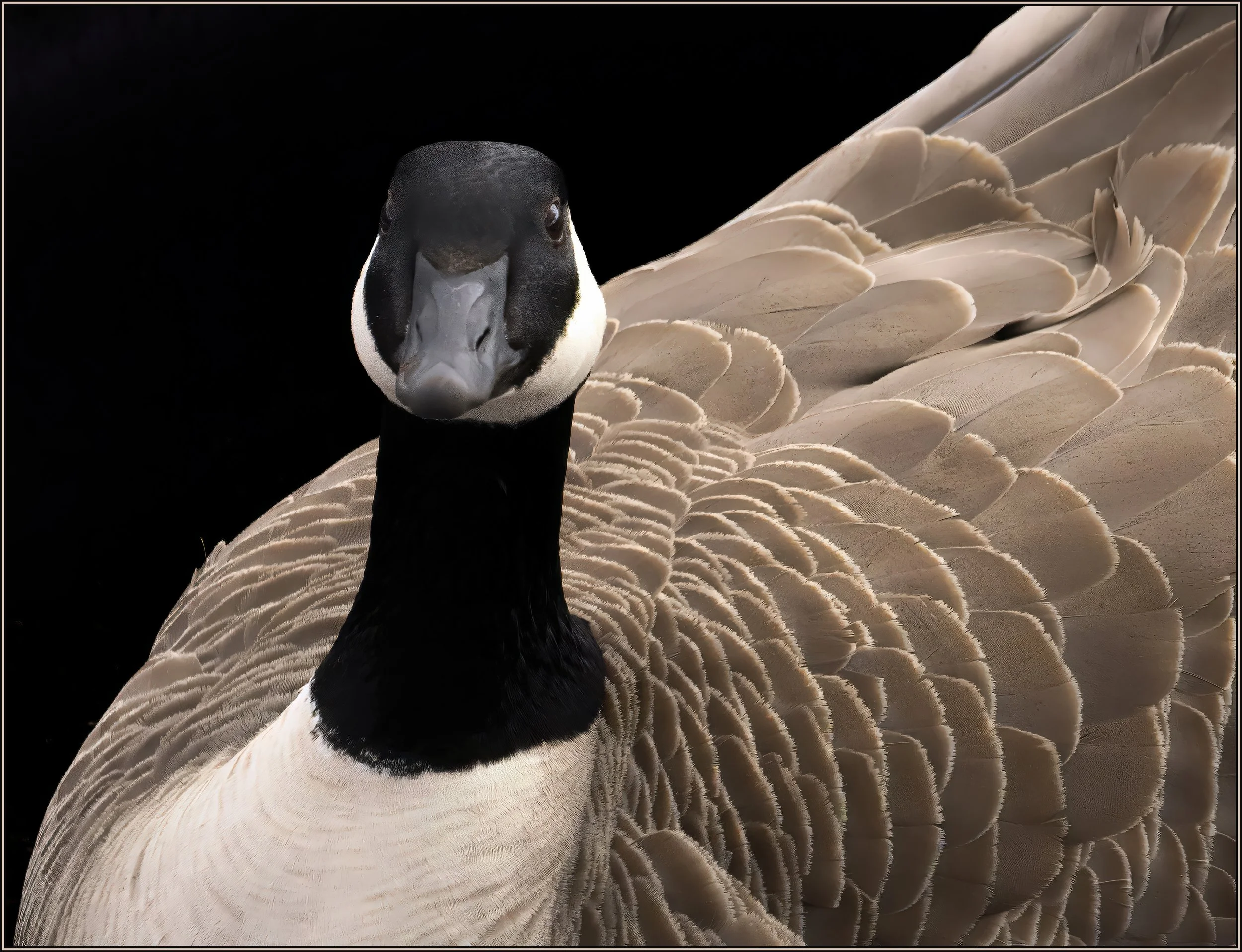 goose 1.jpg