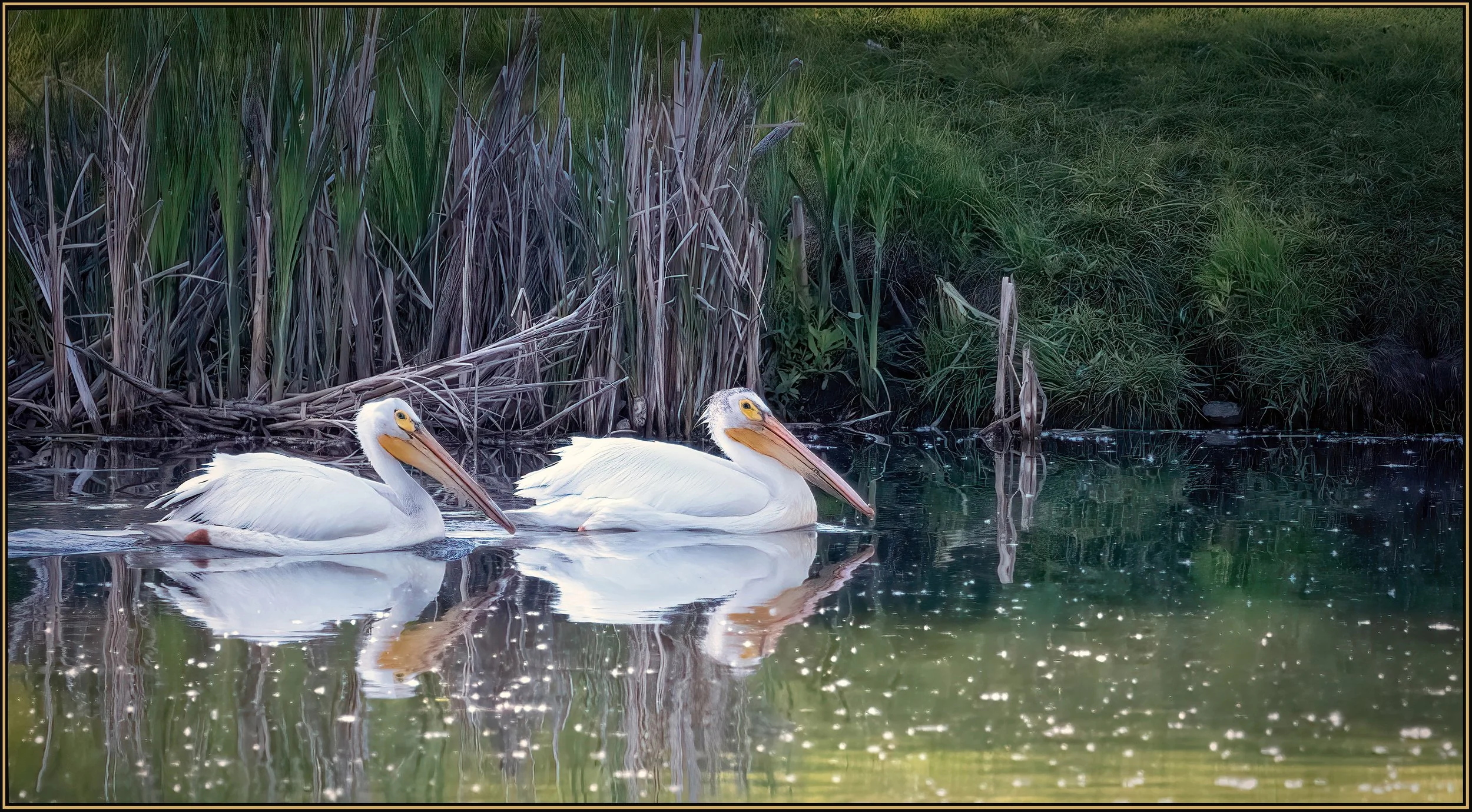 pelicans.jpg