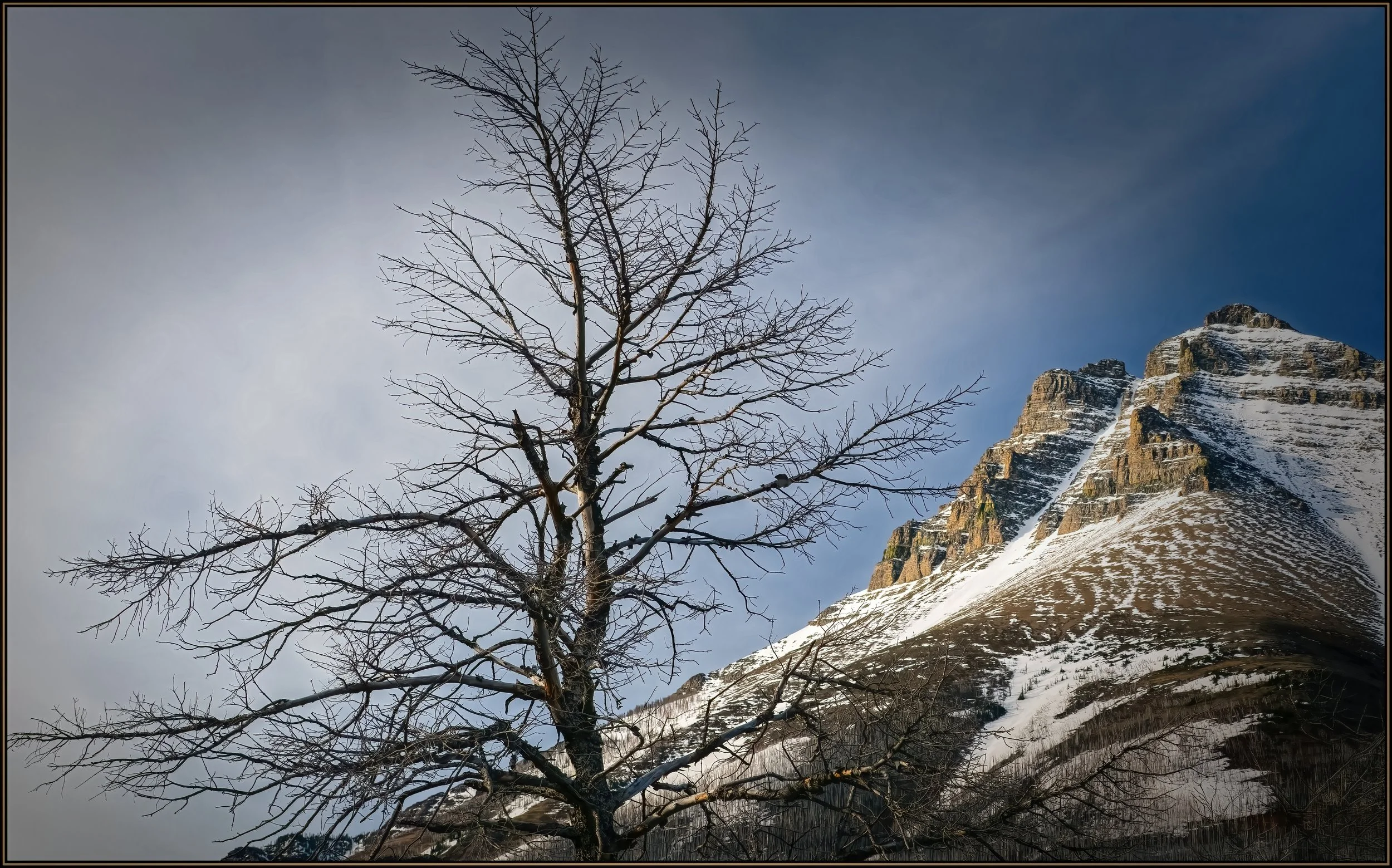 tree and mountain.jpg