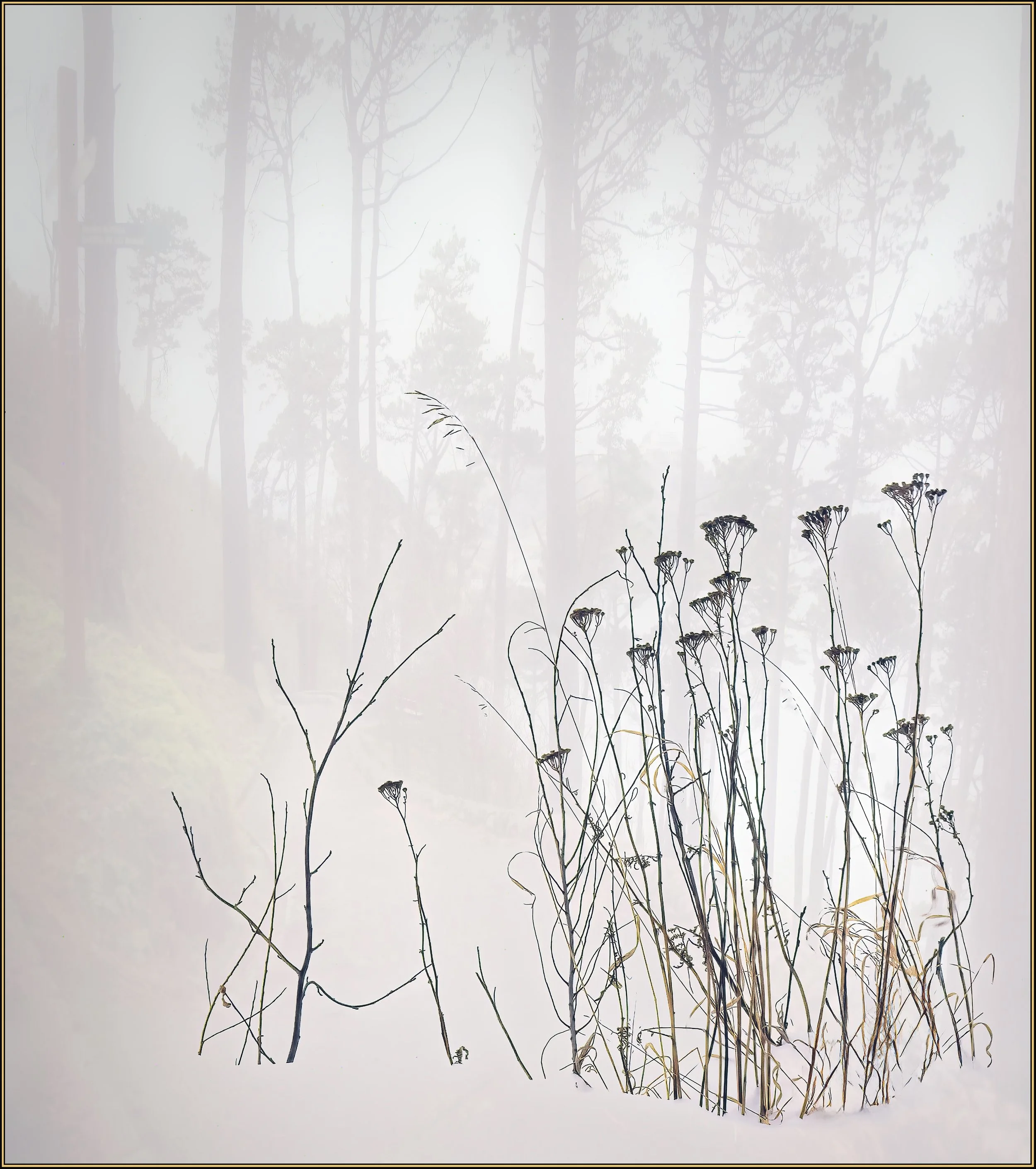 53330751469_65a6156404_o (1).jpg