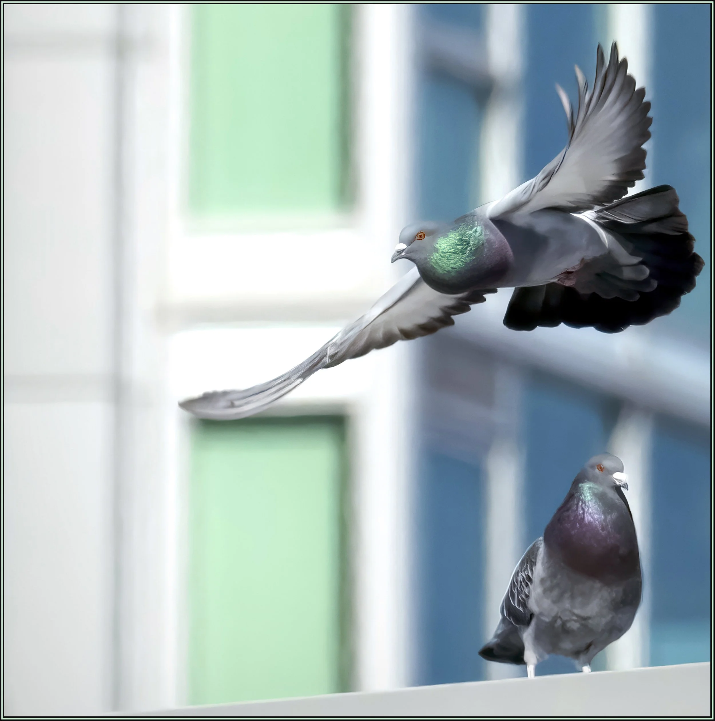 pigeon.jpg