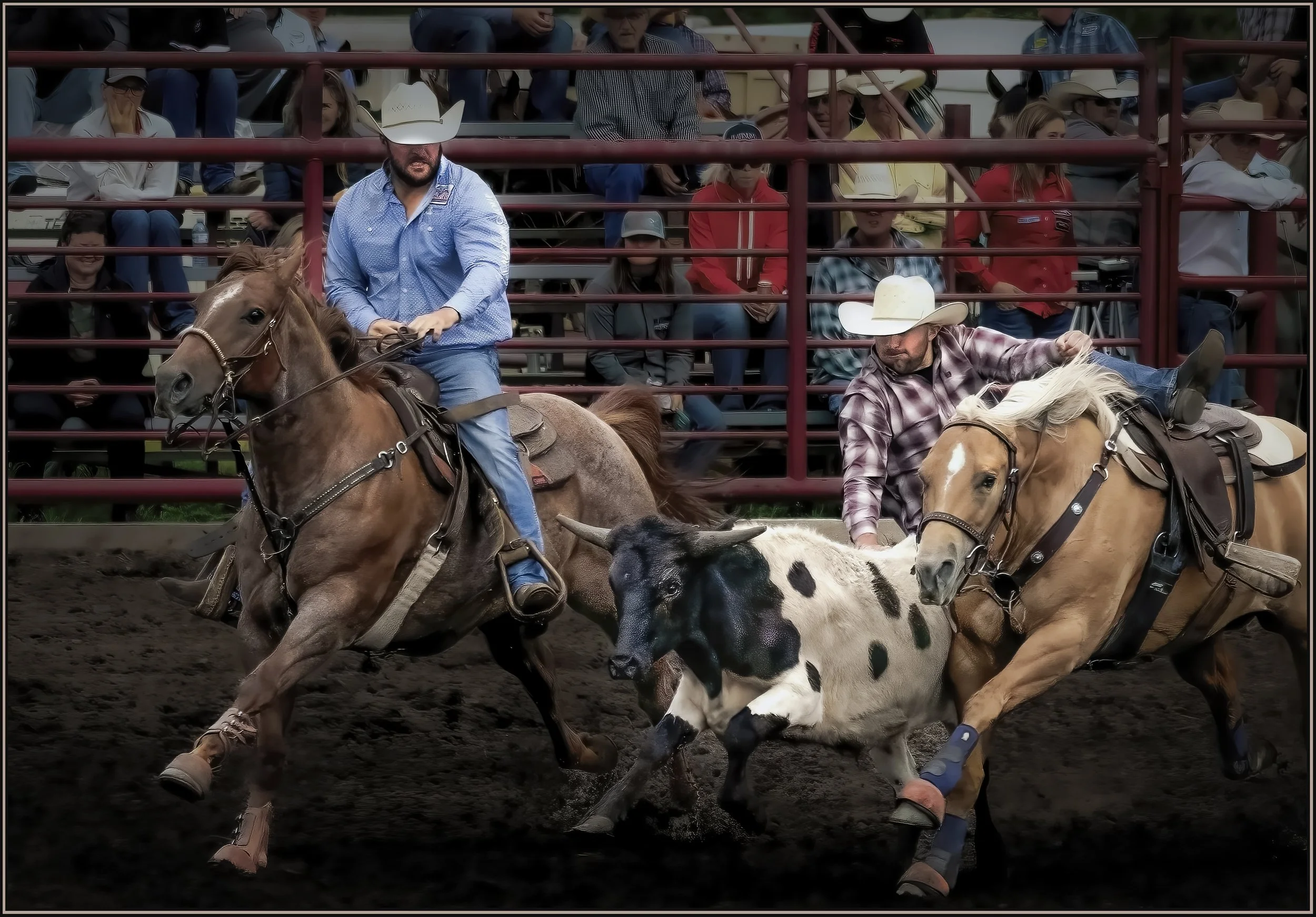 53927335249_d5f5e59e27_o (1) copy.jpg