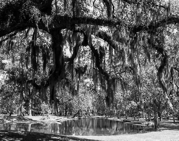 LIVE OAK WITH WATER