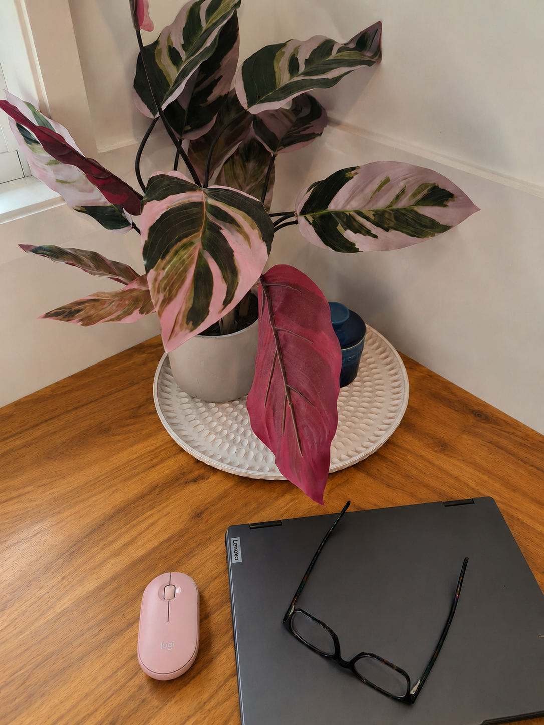 A calm home office workspace with a pink Calathea plant, Lenovo laptop, glasses and pink mouse on a white benchtop