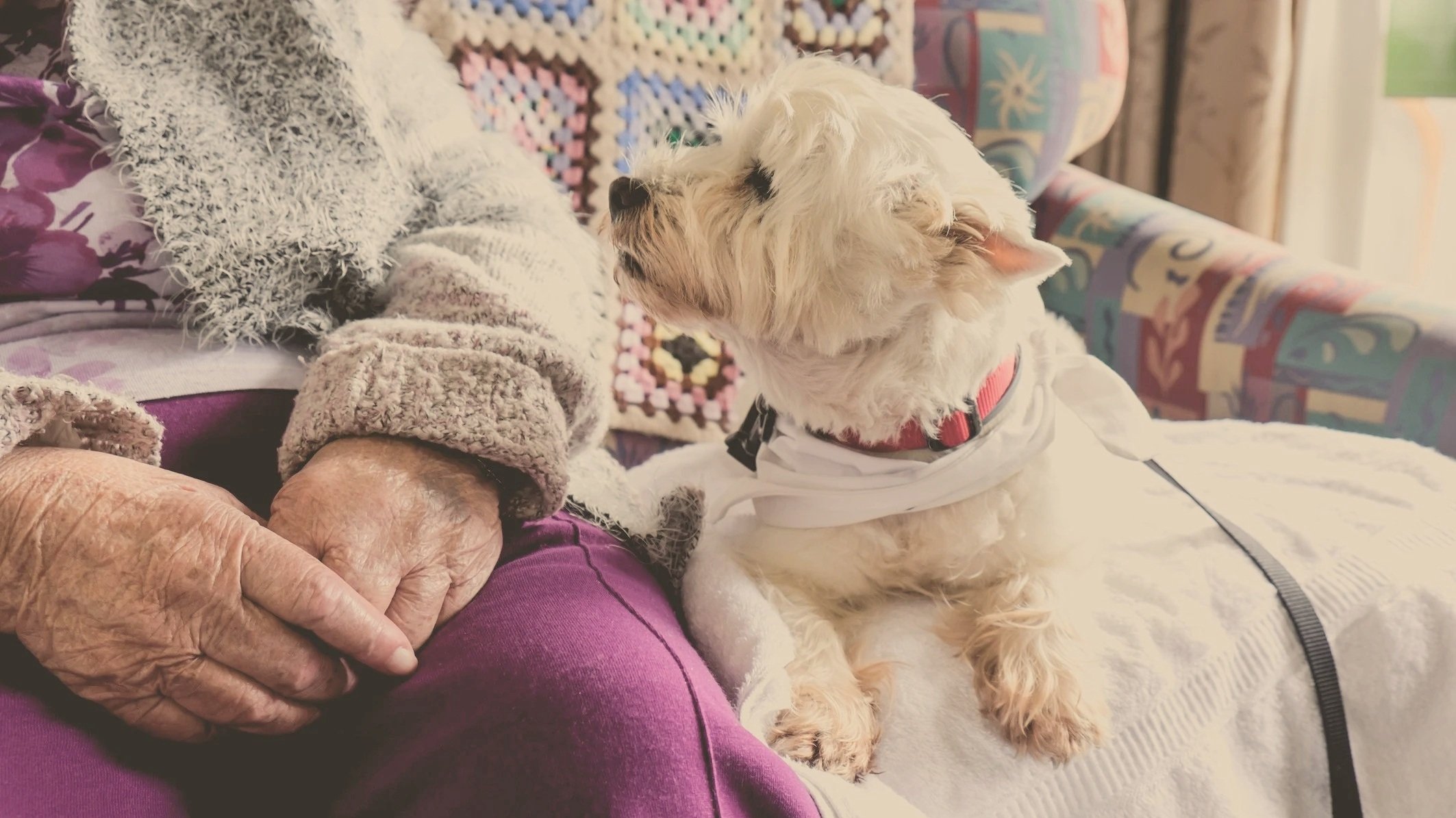 Elderly person sitting next to a small white dog on a couch with a crocheted blanket and colorful cushion.