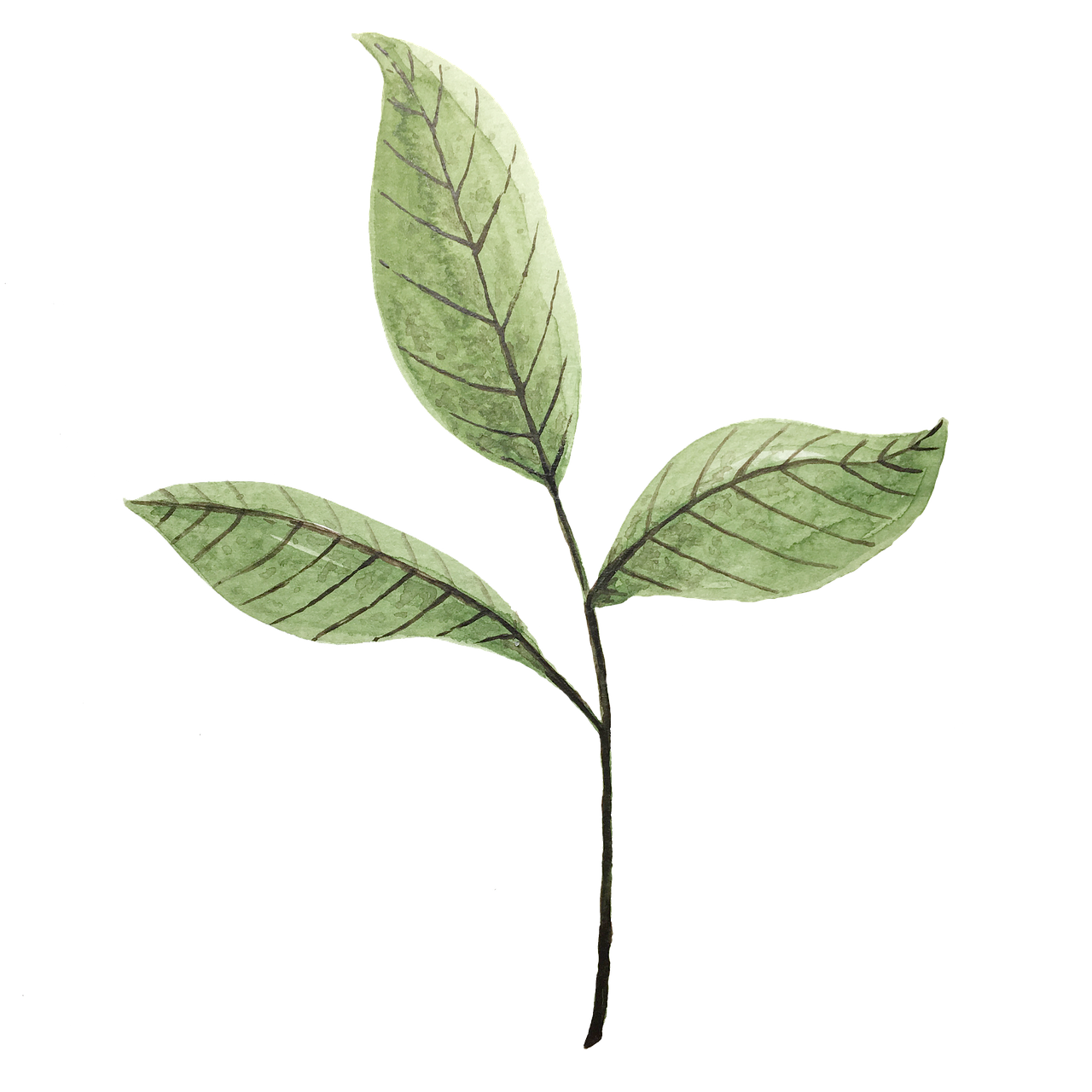 leaves-5677717_1280.png