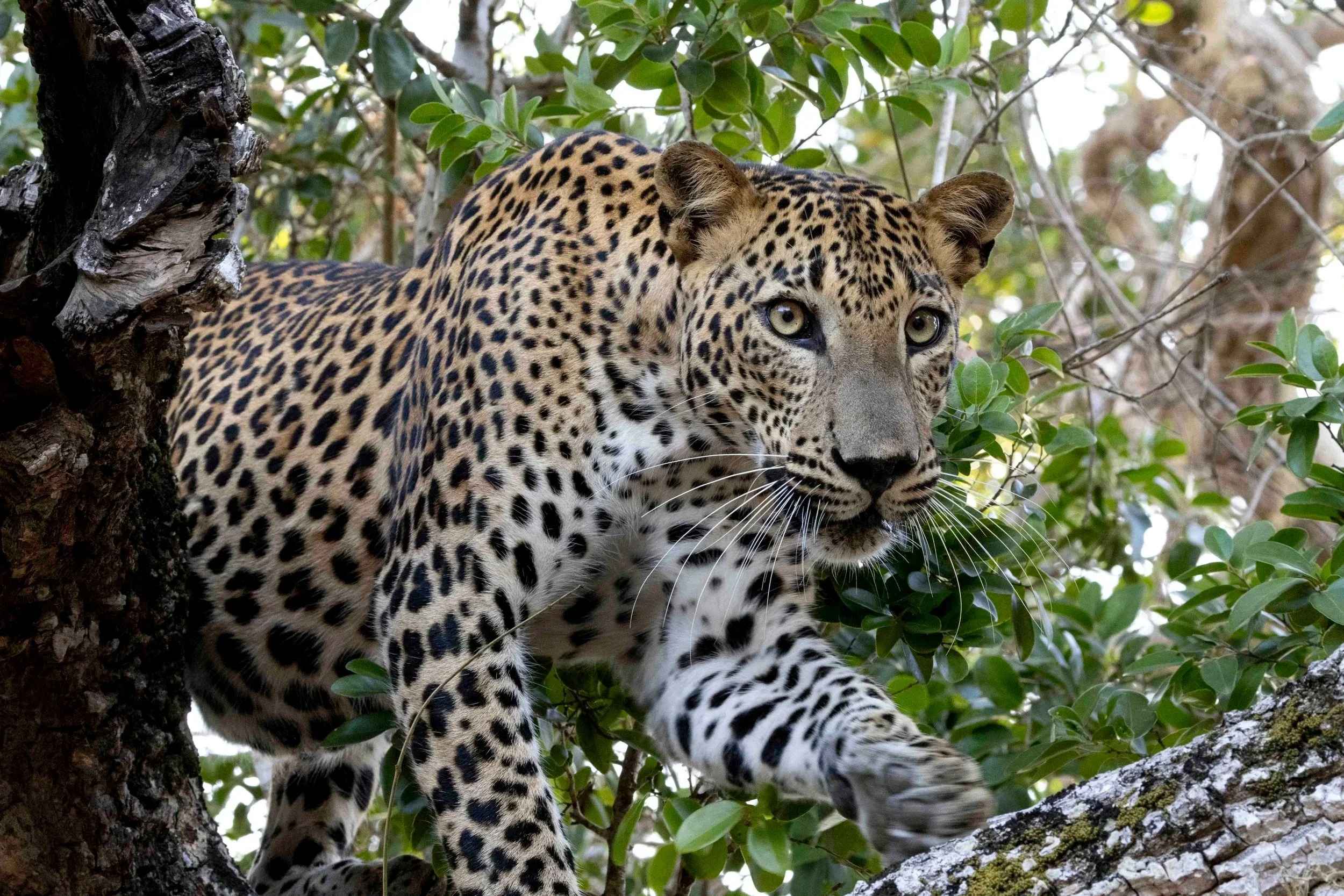 KUMANA NATIONAL PARK