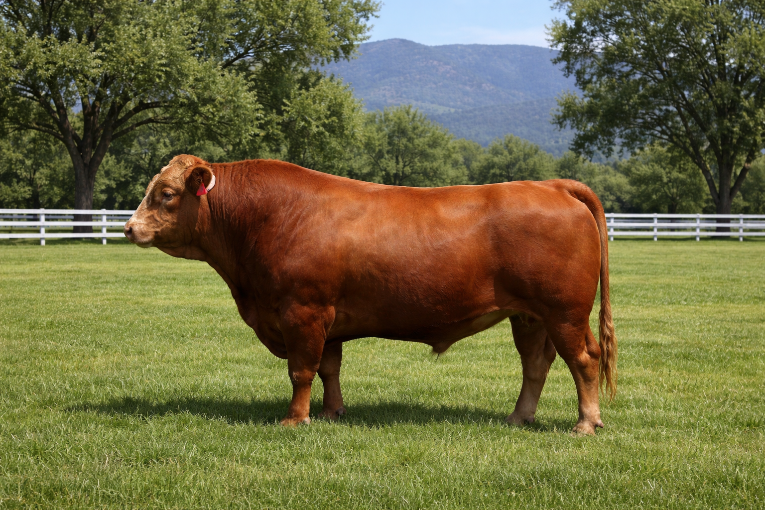 EWW DRACO H001 SEMEN