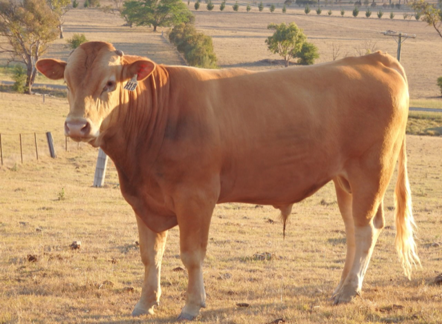 Tambo H18 of Academy Red Wagyu genetics imported from Australia