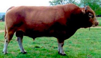 Ashwood Park Virile known for his marbling and a very popular red wagyu sire from Australia