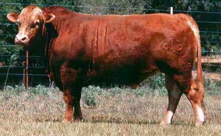 H0518E or 518 one of Heartbrands great fullblood sires with semen going for $1000 plus a straw