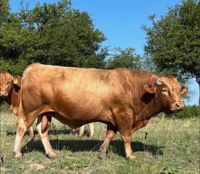 GK4 son of Rueshaw and WSI Kaedemaru 2. Owned by JMK of Texas, has throw some great progeny.