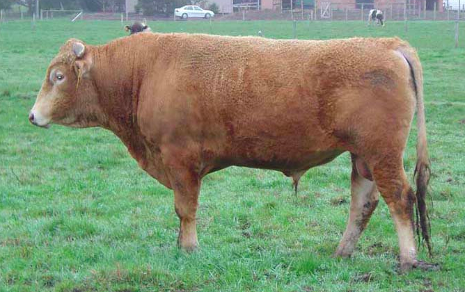 Ashwood Fx0013 sired by foundation import sire Tamamaru