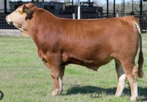 Dos Equis a homozygous polled Akaushi sire from the Heartbrand program in Flatonia TX