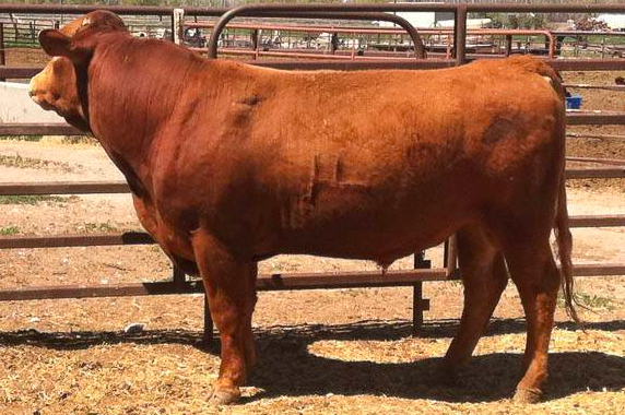 IWG Rueshaw 74Z son of the original foundation sire Rueshaw 430 FB101