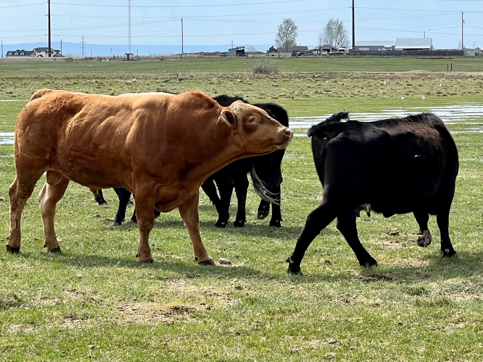 "Foggy" one of our fullblood red wagyu herd sires thats as long as a freight train and docile as a puppy dog. He has conventional, sexed heifer and CSS from Australia straws stored at Hoffman AI Breeders in Logan Utah. Dual registered pending AuWA