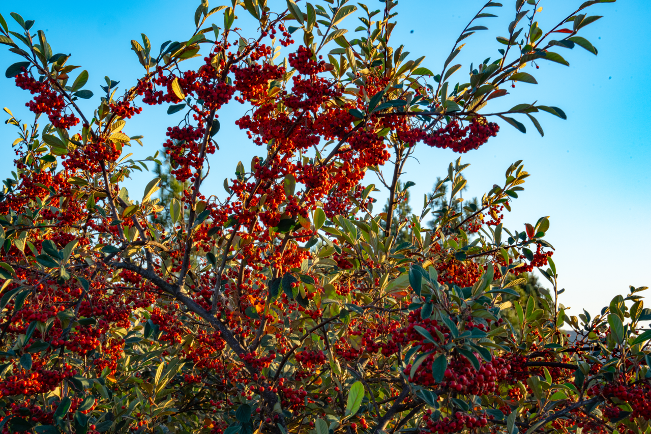 DSC00498CONVERTED Large.png